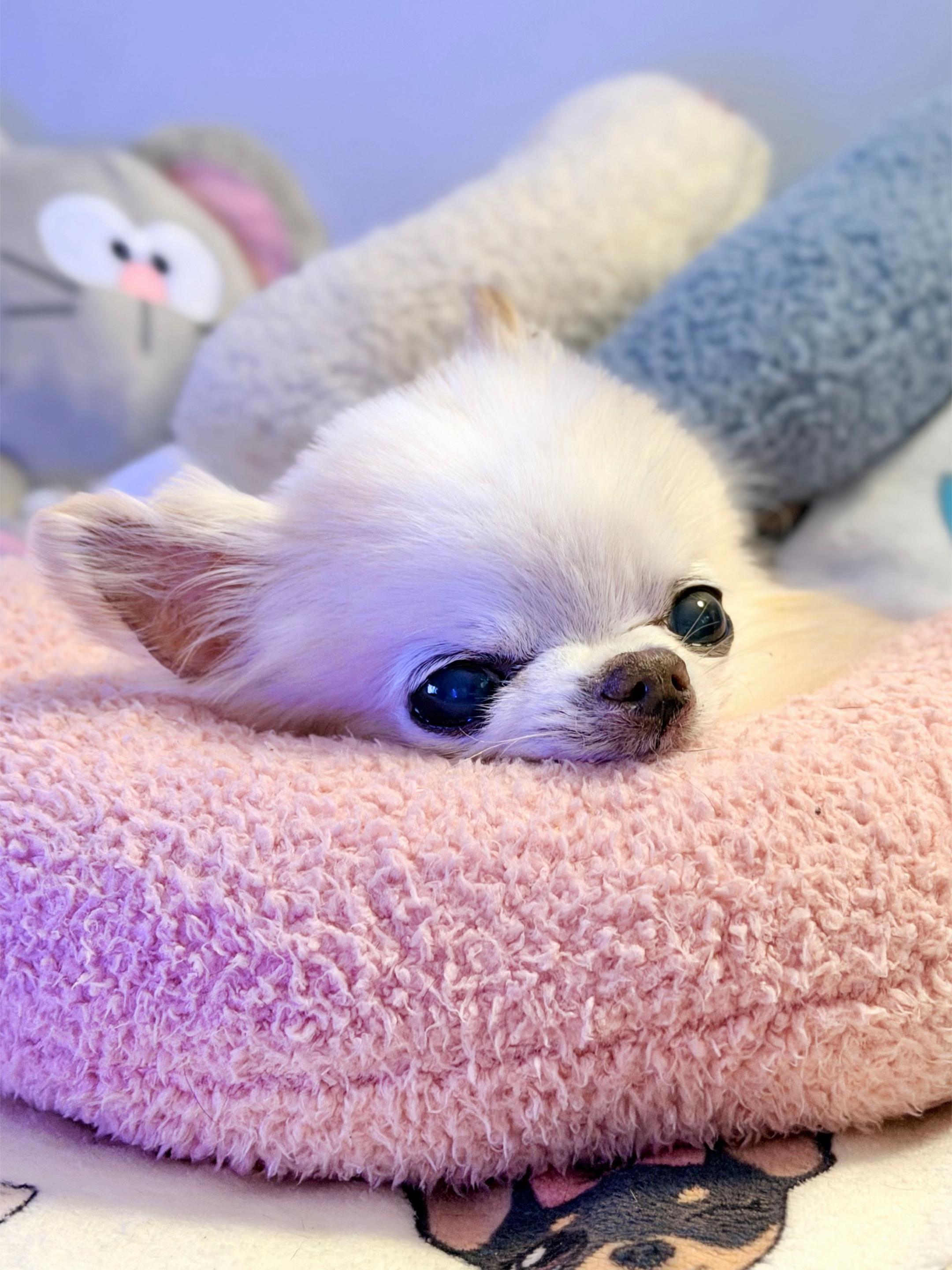 @Tiny Chihuahua Cedric & Maya