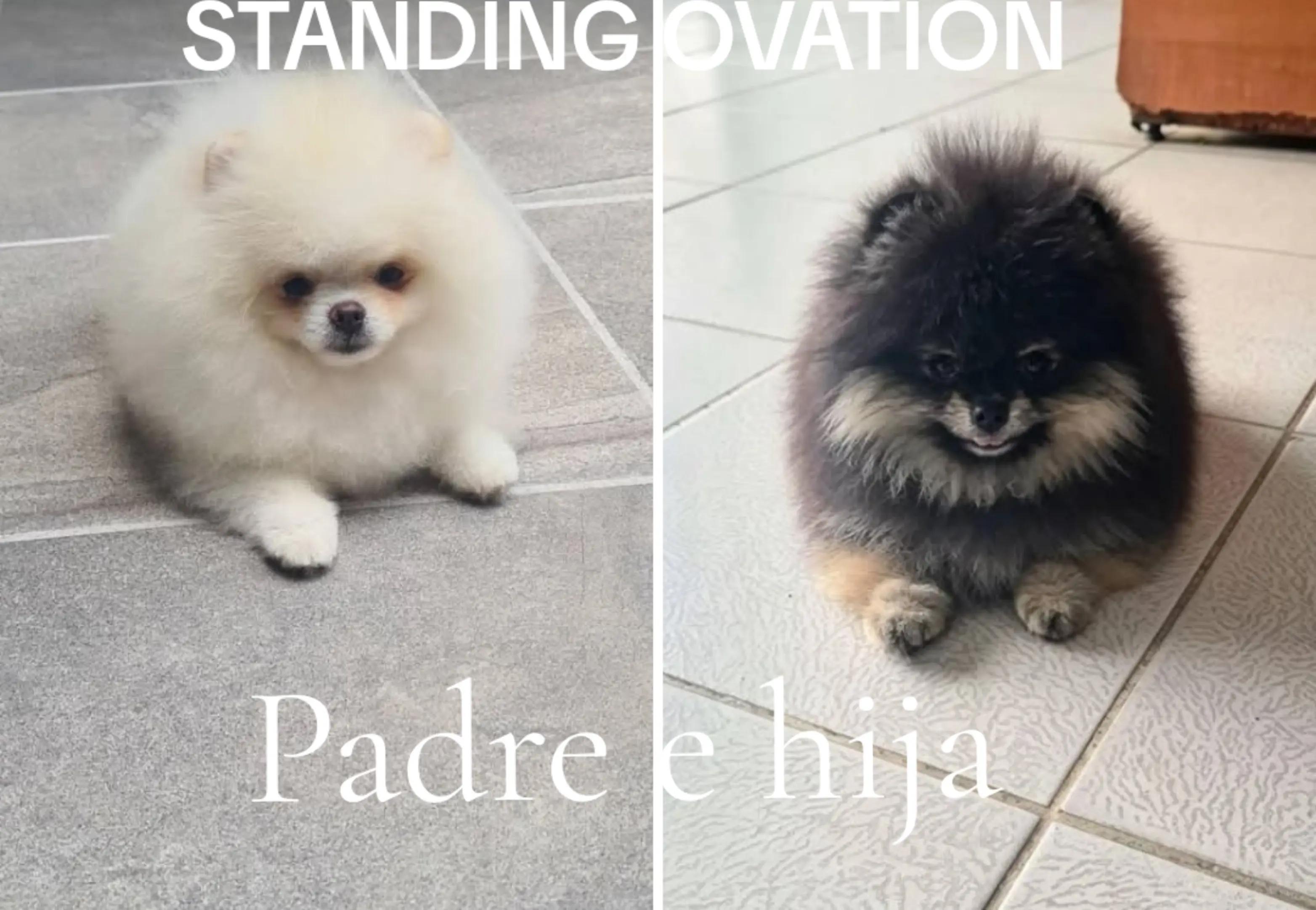 @Standing Ovation