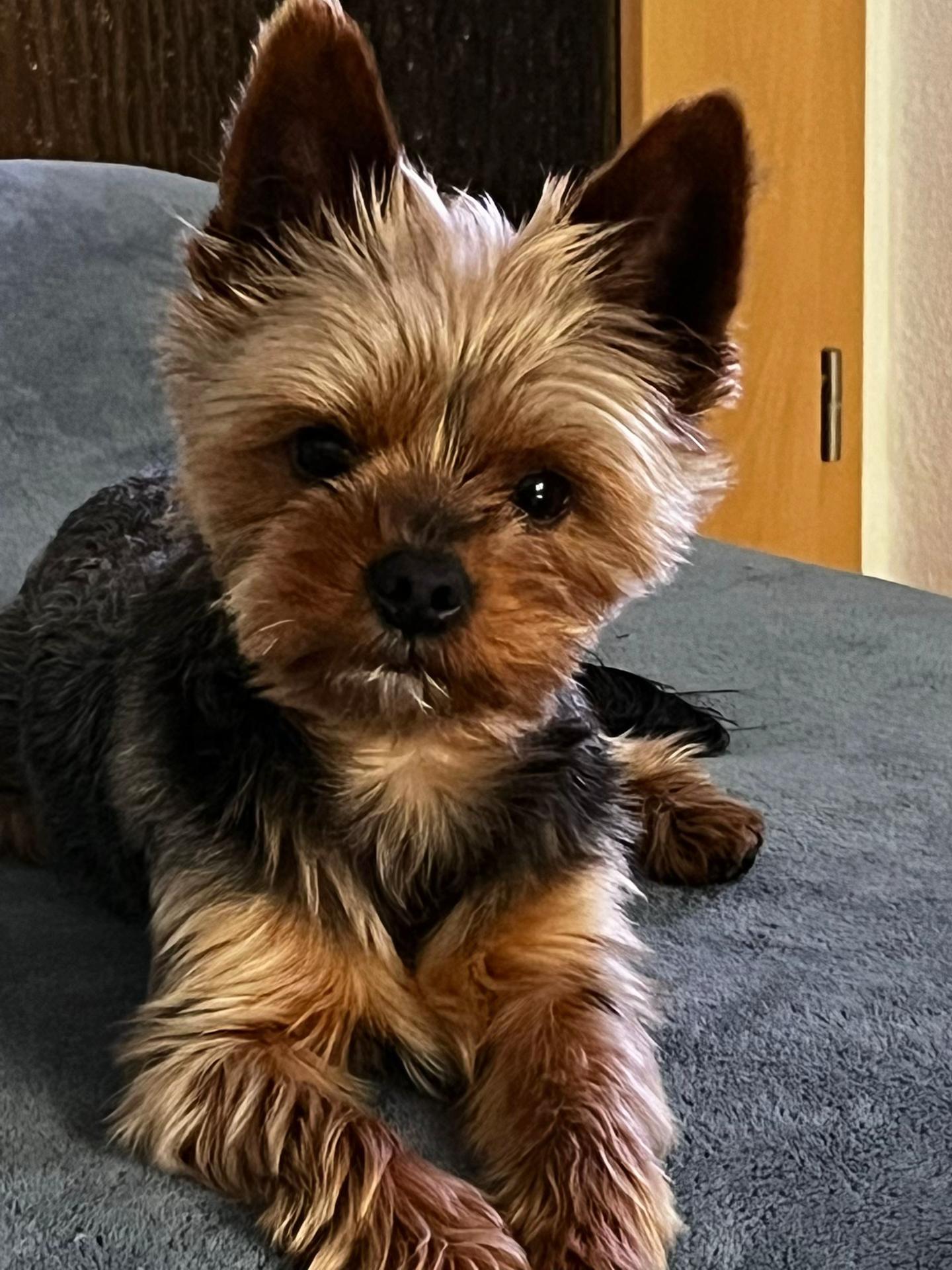 @🐶 Ginger 🐶