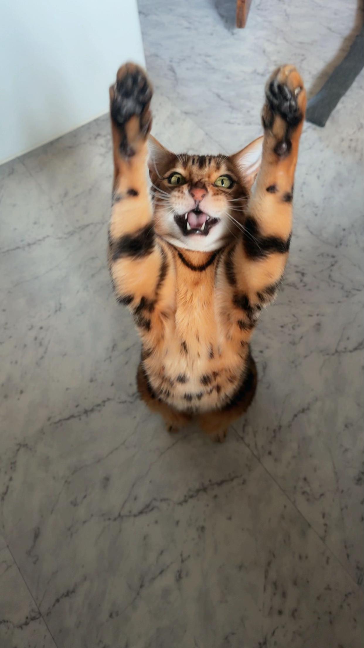 @TiggerthebrownBengal🇦🇺