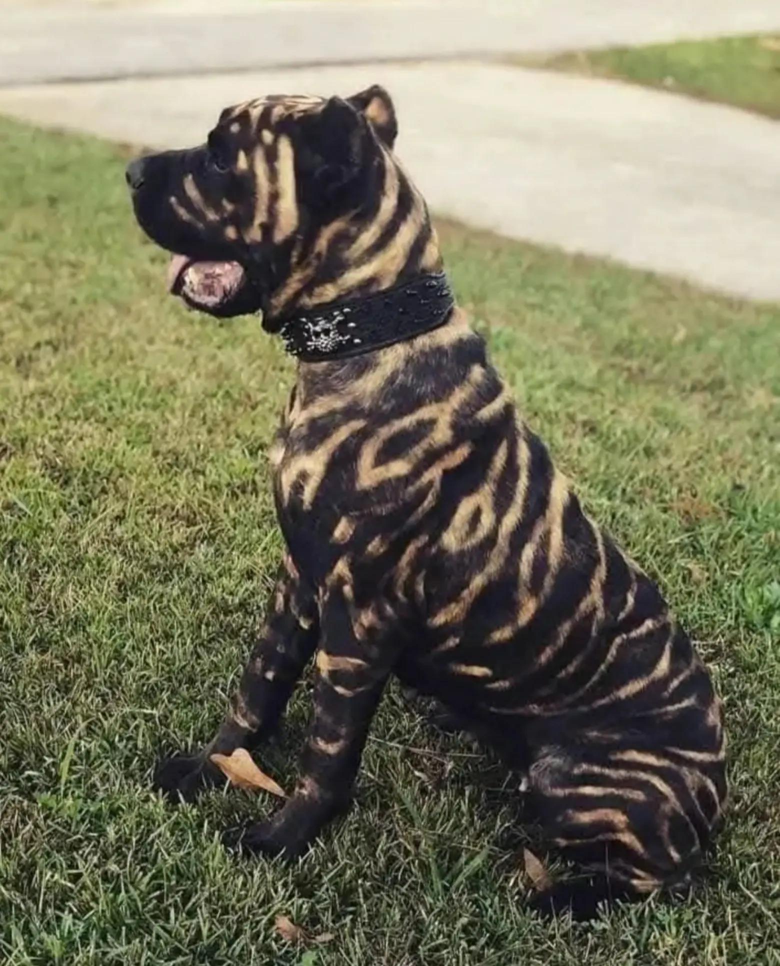 @Cane Corso For Adoption