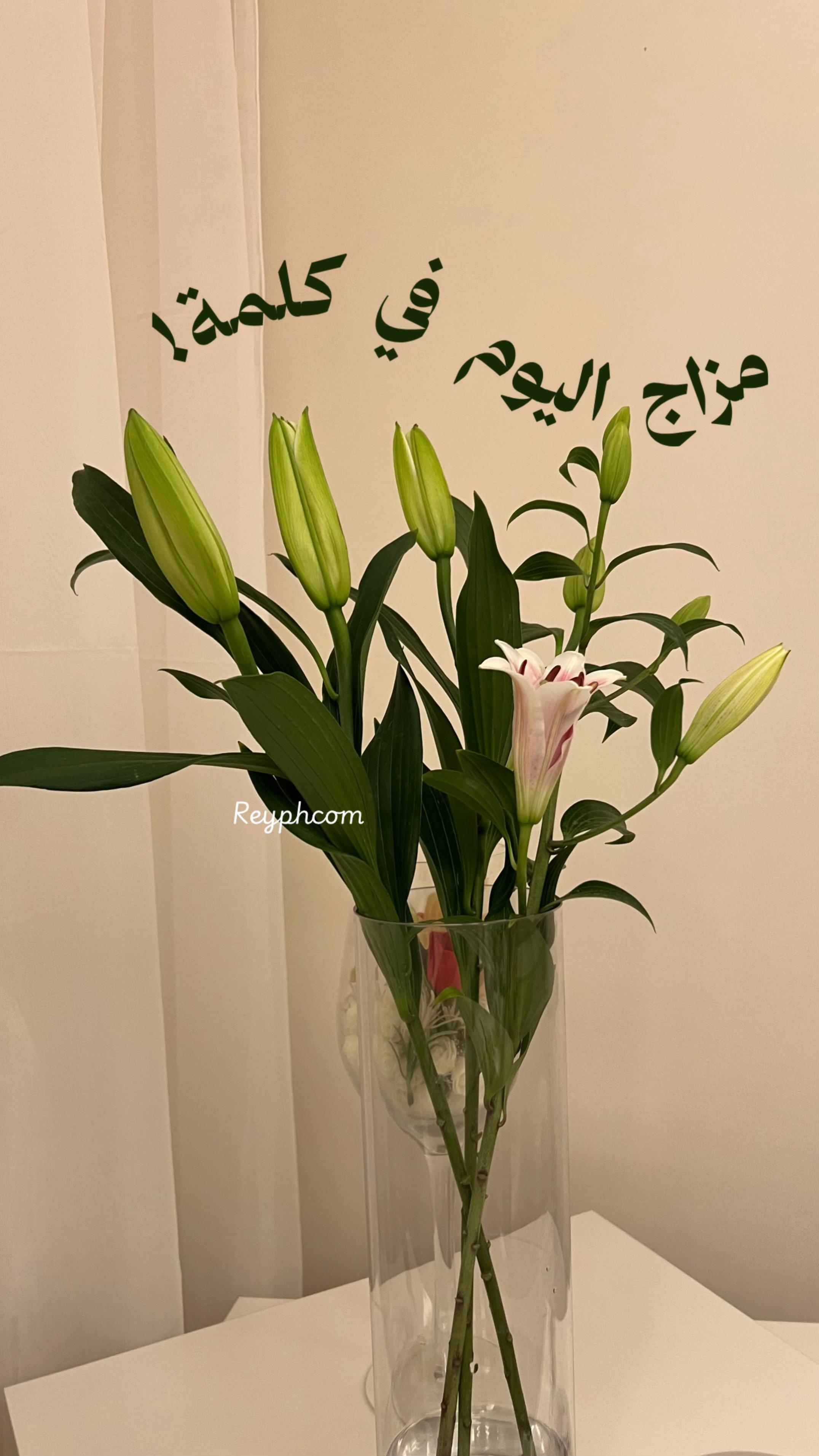 @Rey by Amal