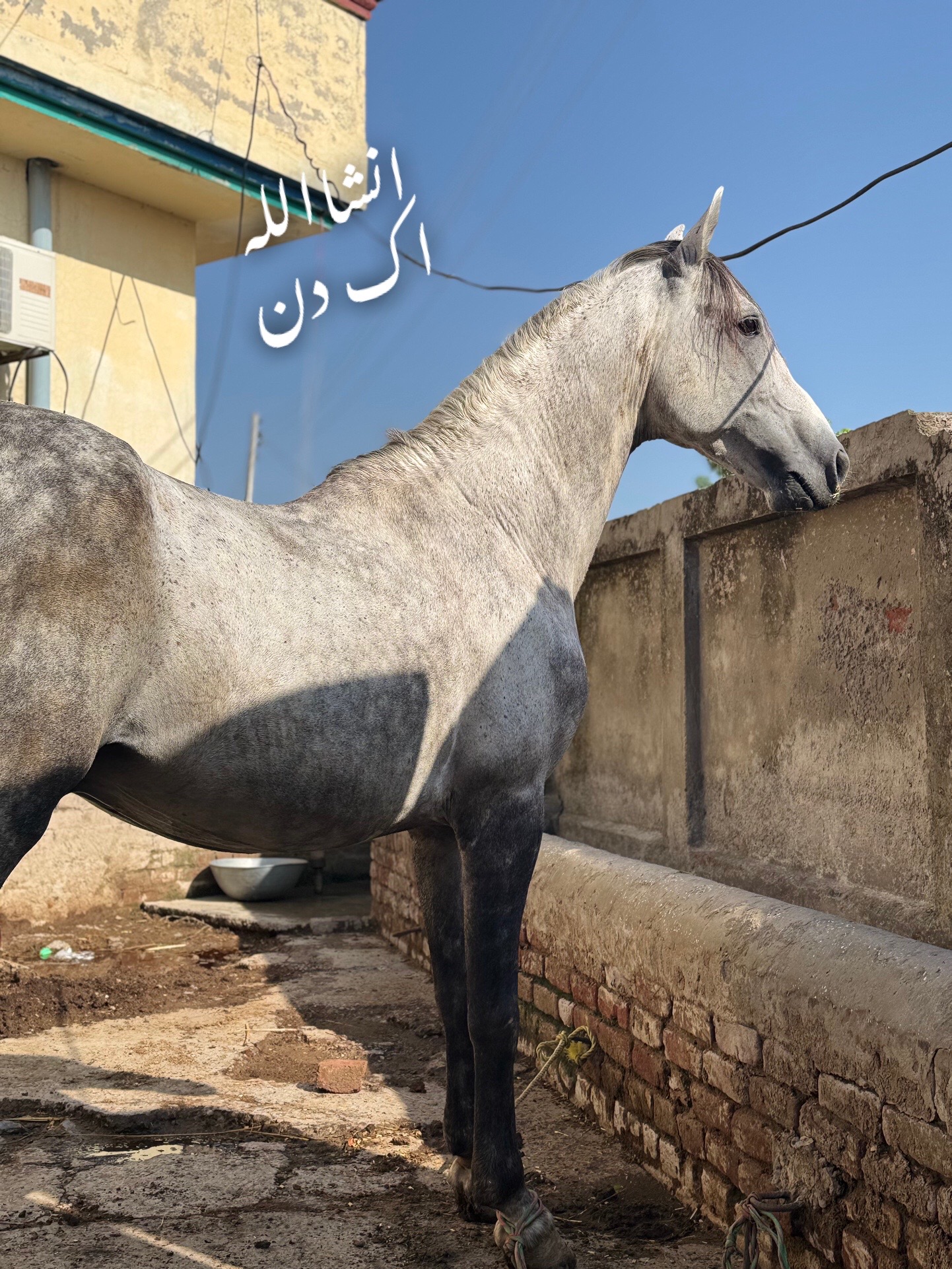 @Afaq gujjar chakora