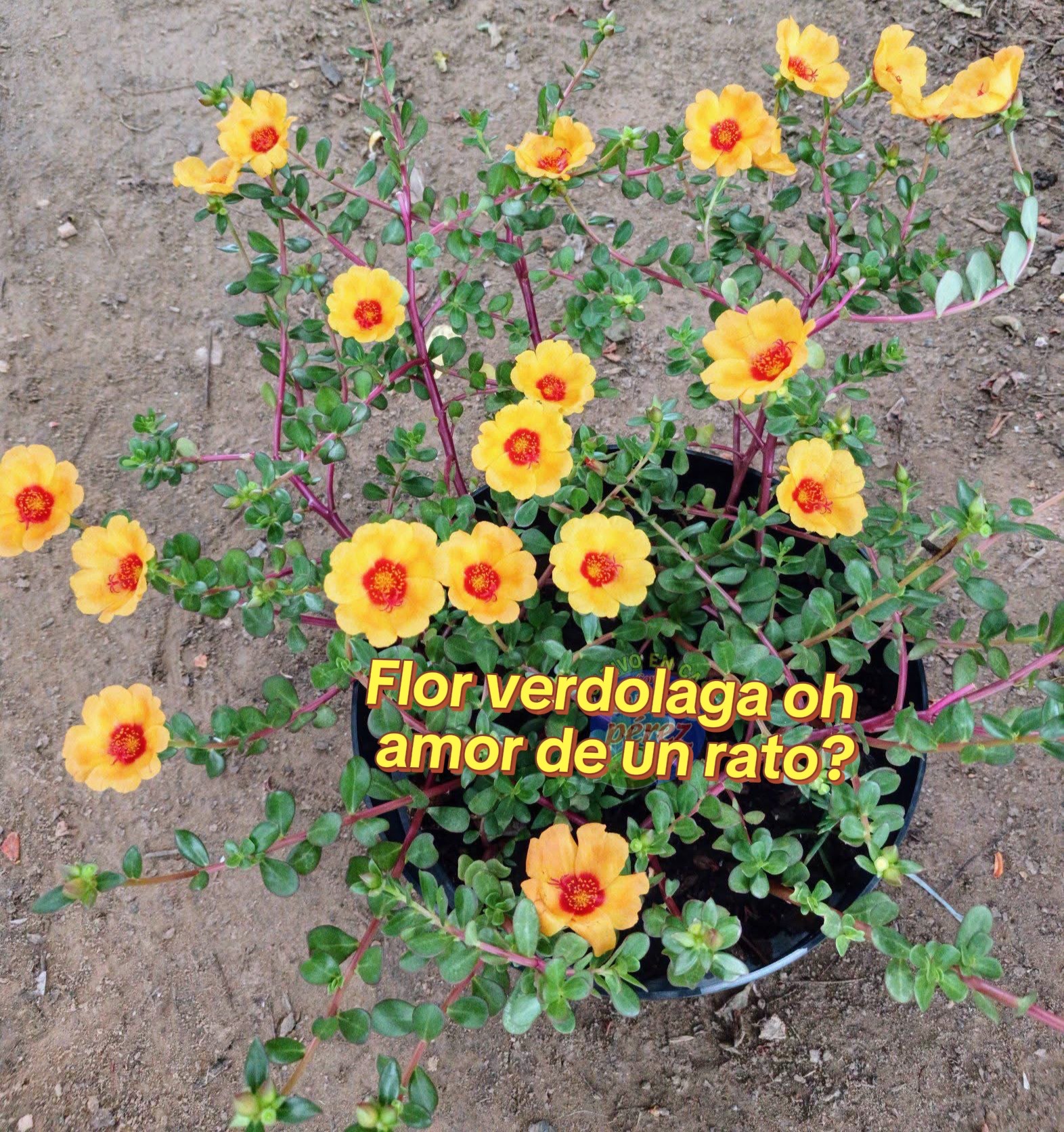 @Puras fotitos