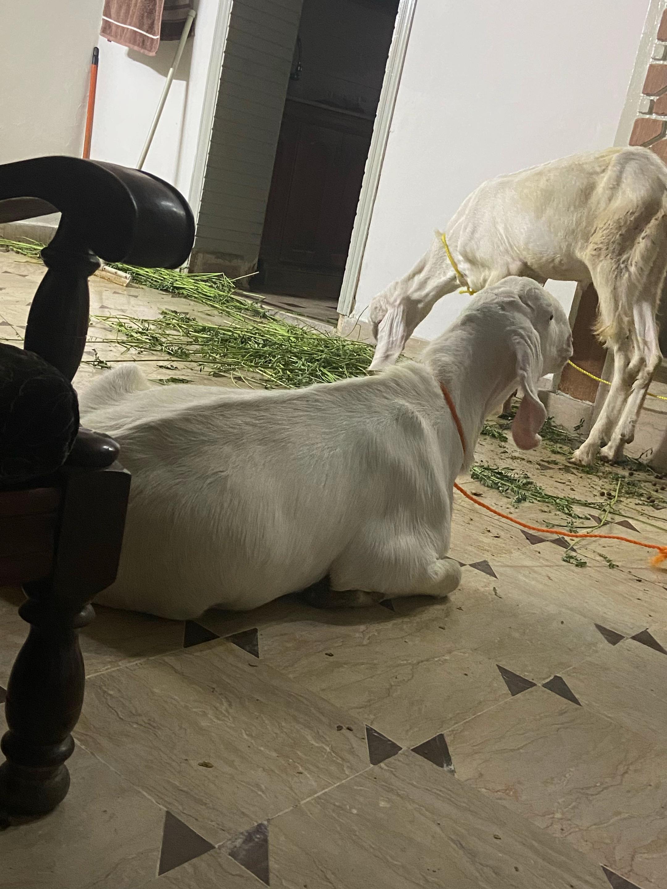 @Umair Butt✅