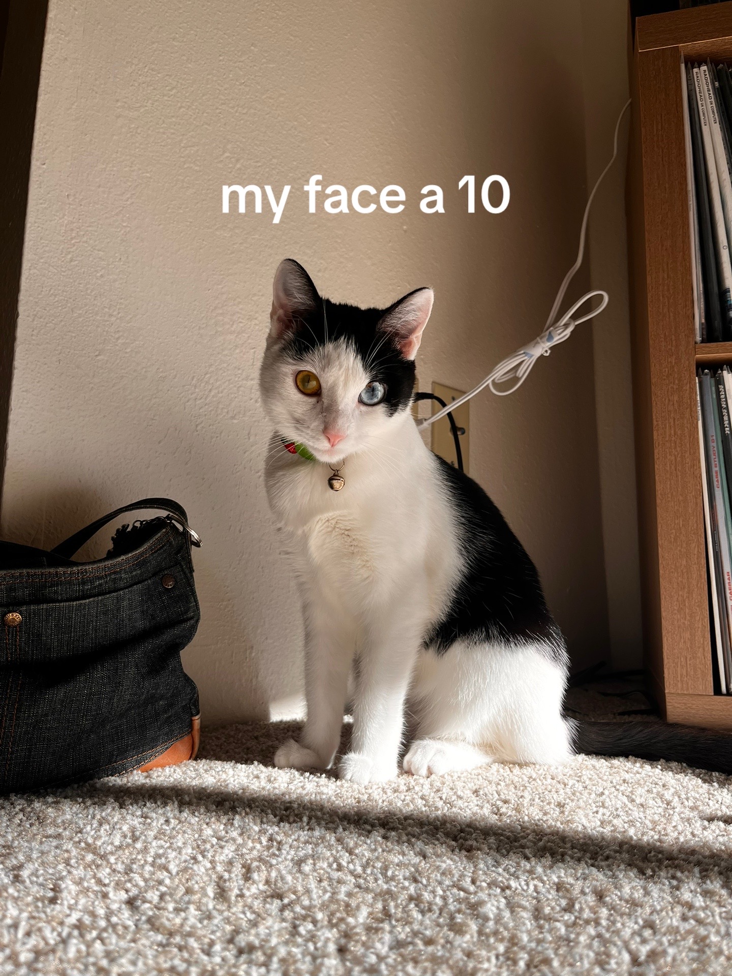 @ani ⋆˙⟡𖦹✮𖦹⟡˙⋆
