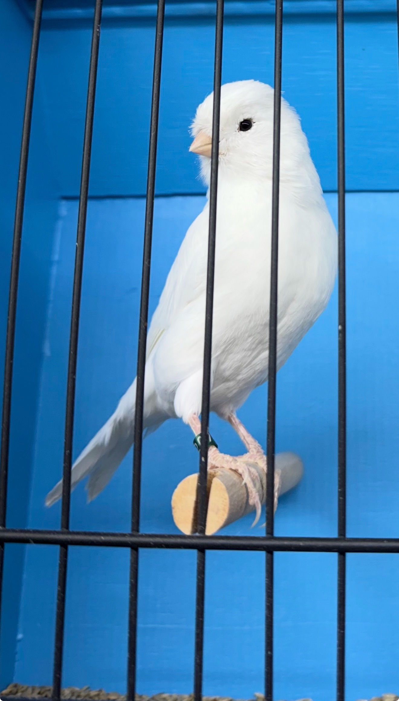 @AviarioUreña