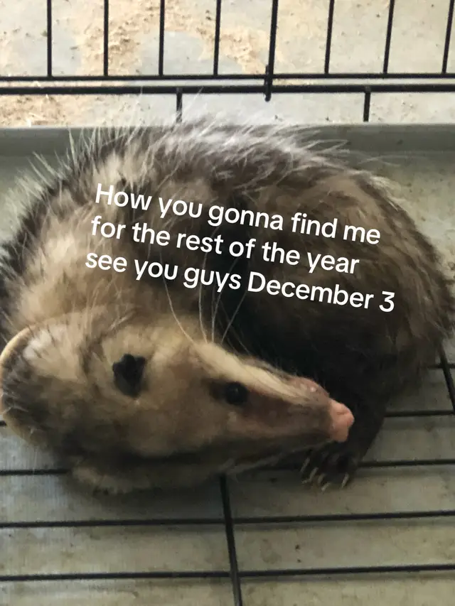 @WhereRMoo