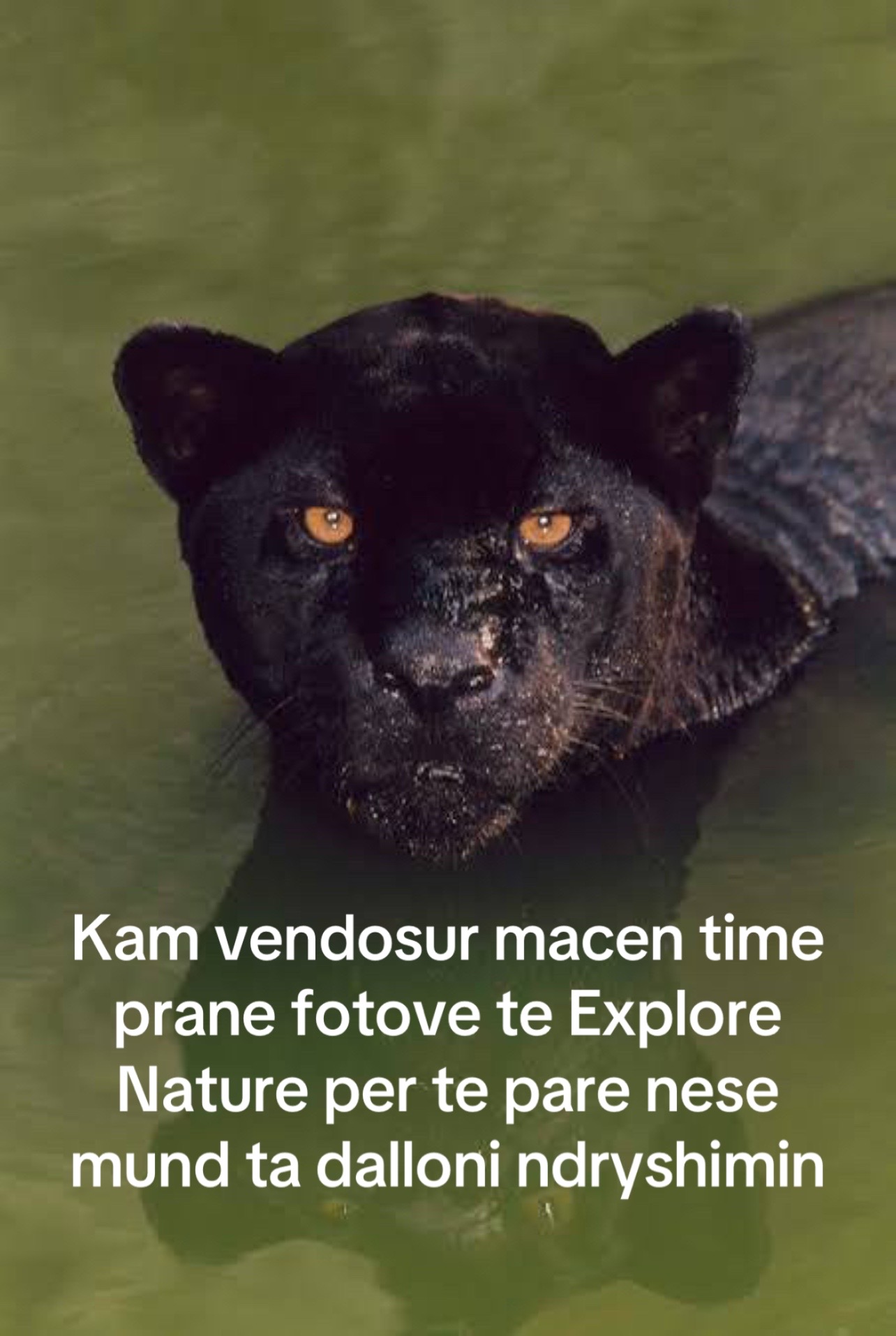 @matchaathecat