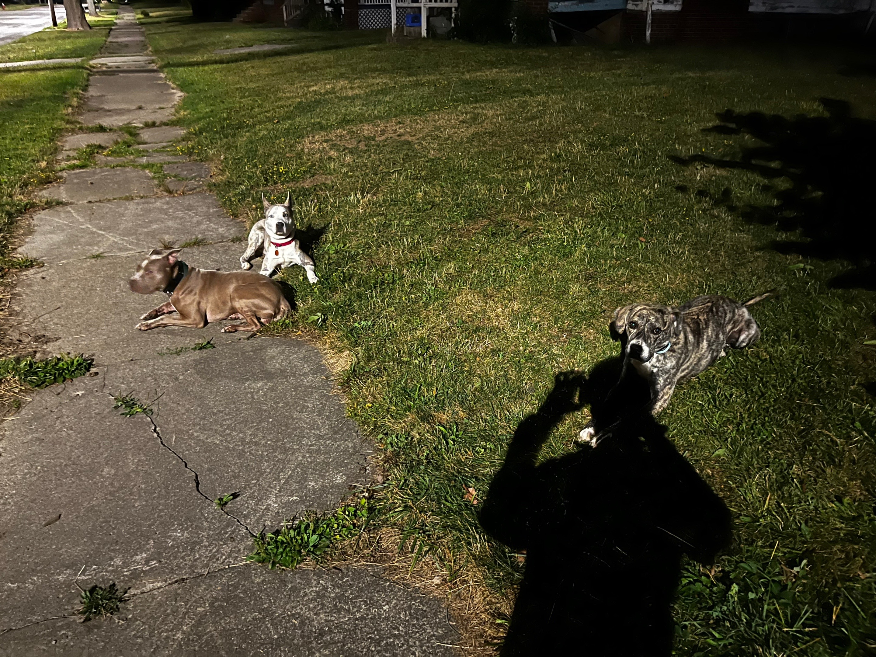@Jay TheDog Trainer