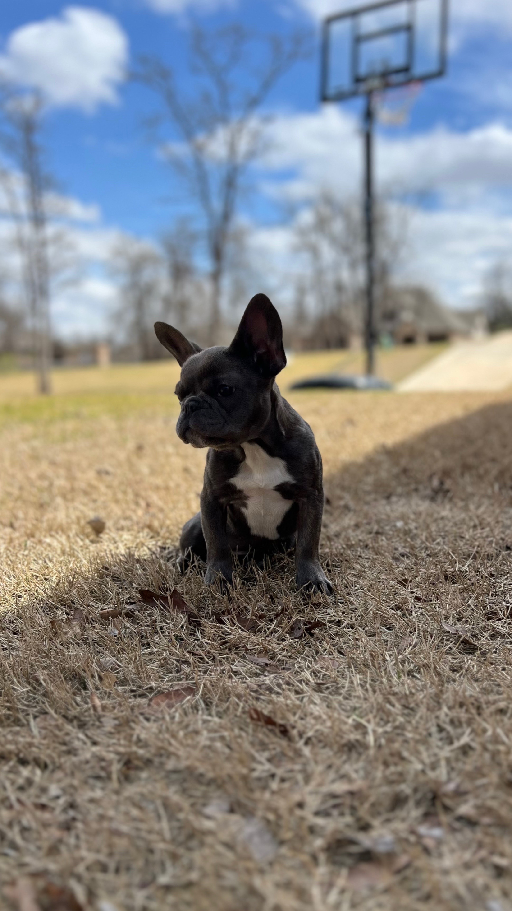 @blueythe405frenchie