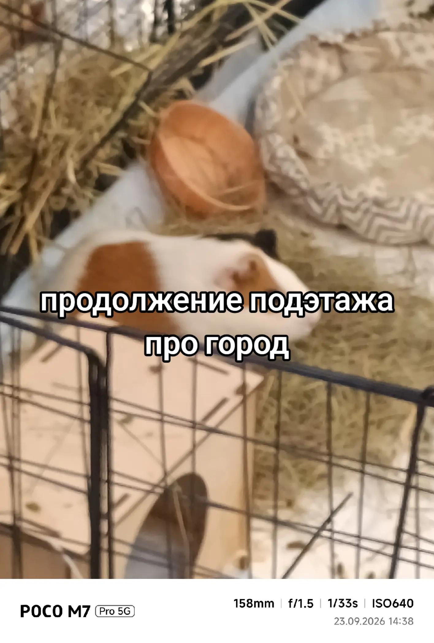 @Голубяка
