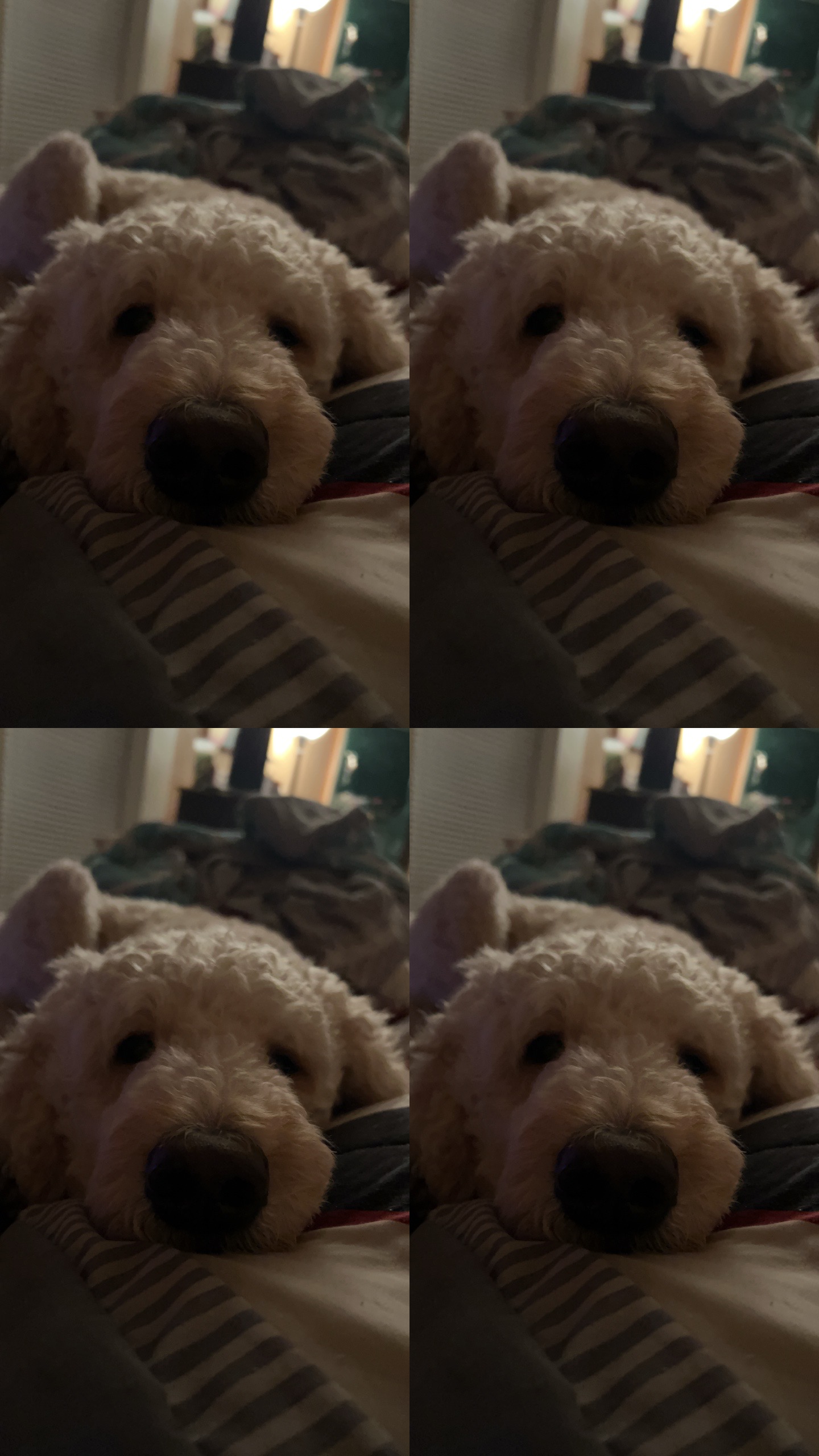 @MrandMrsgreenthumb ❌