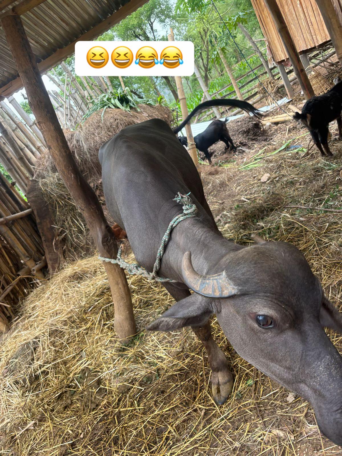 @binodsharma47