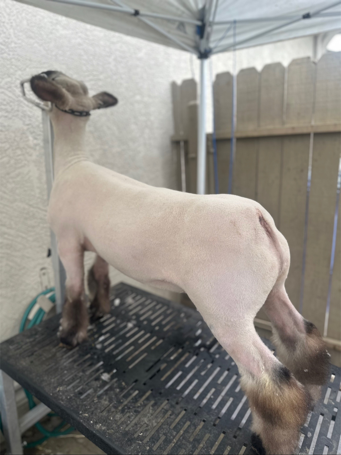 @kyleelivestock