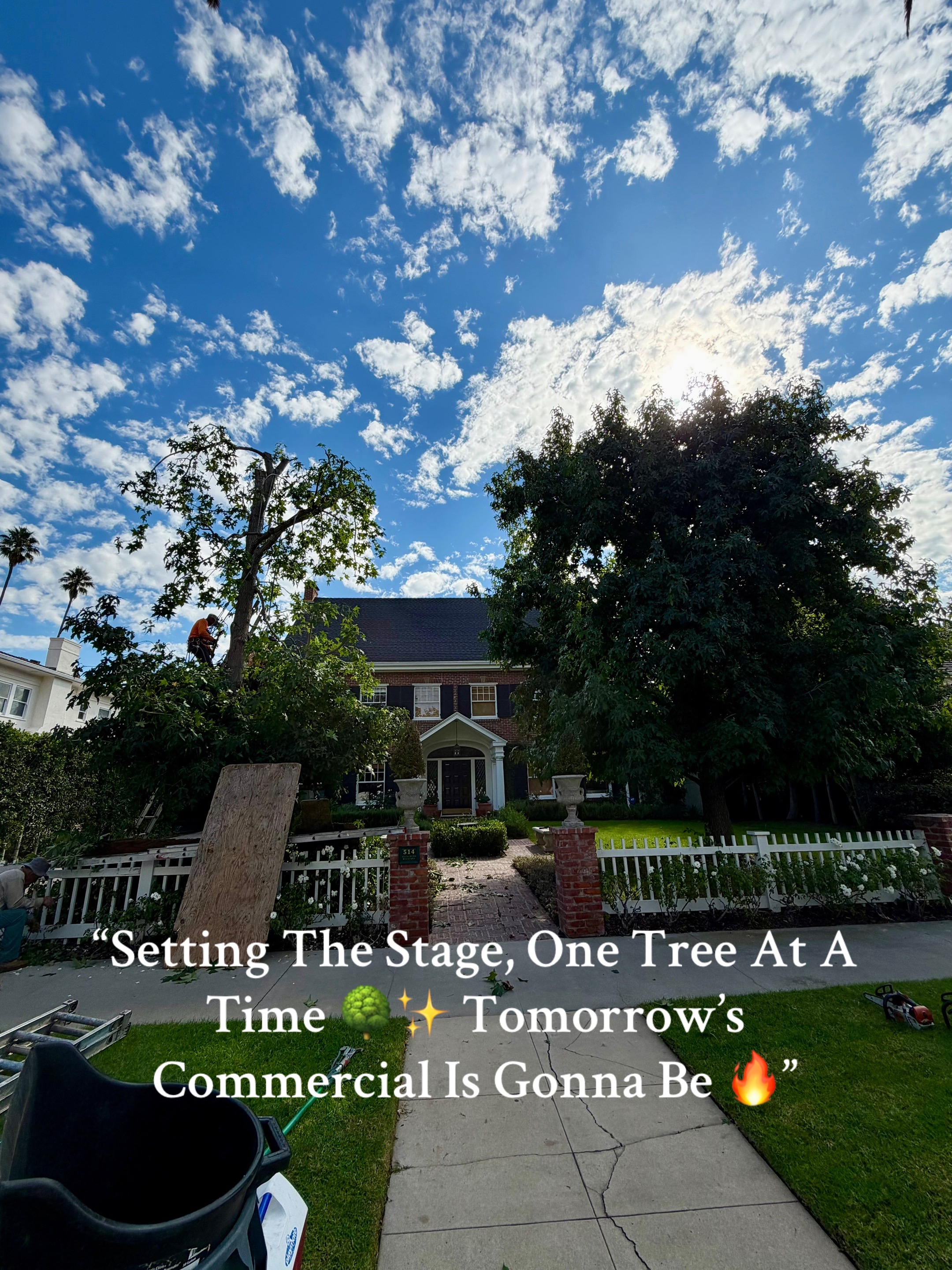 @Estan Tree Specialist