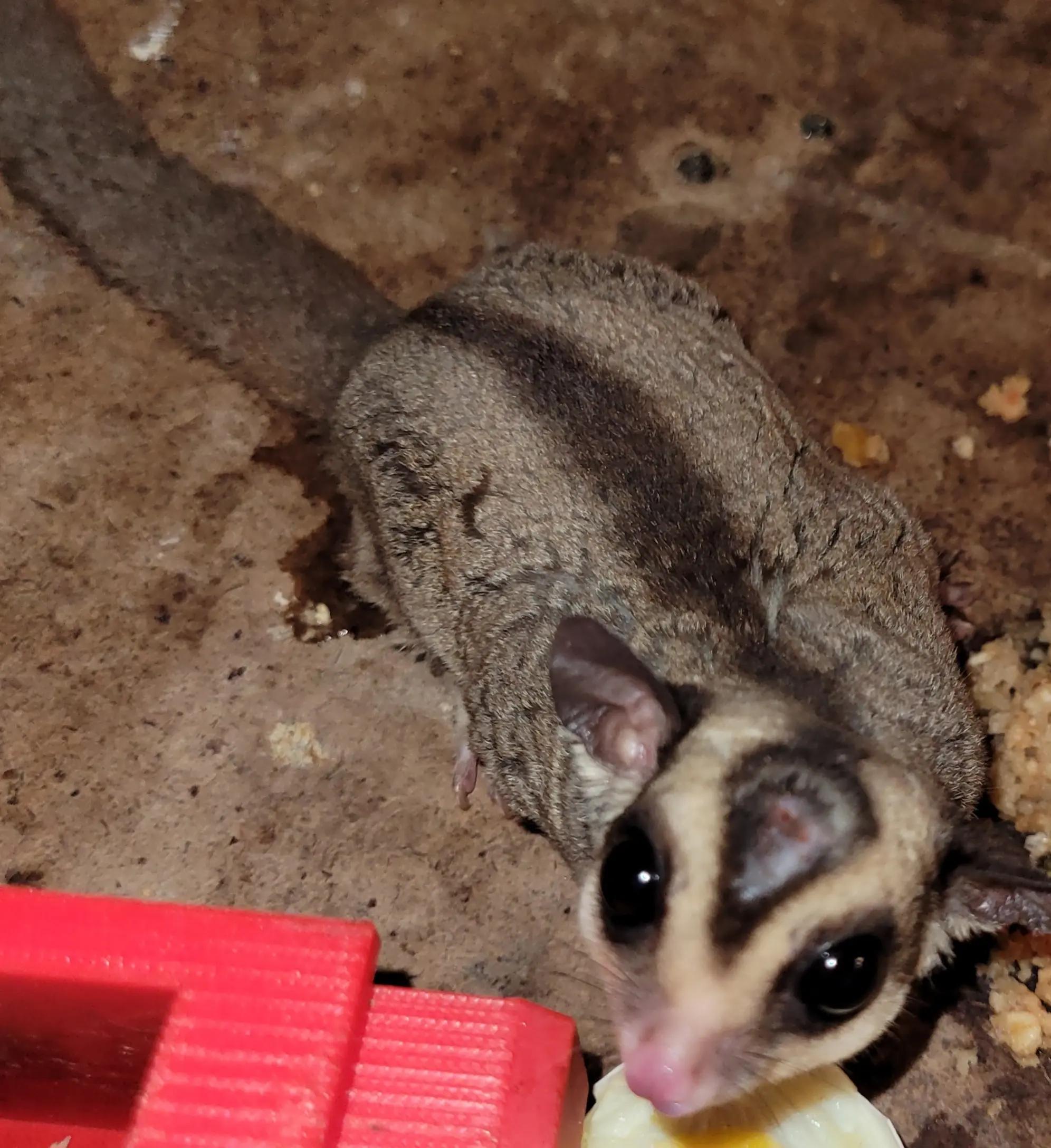 @My Little Exotic Zoo