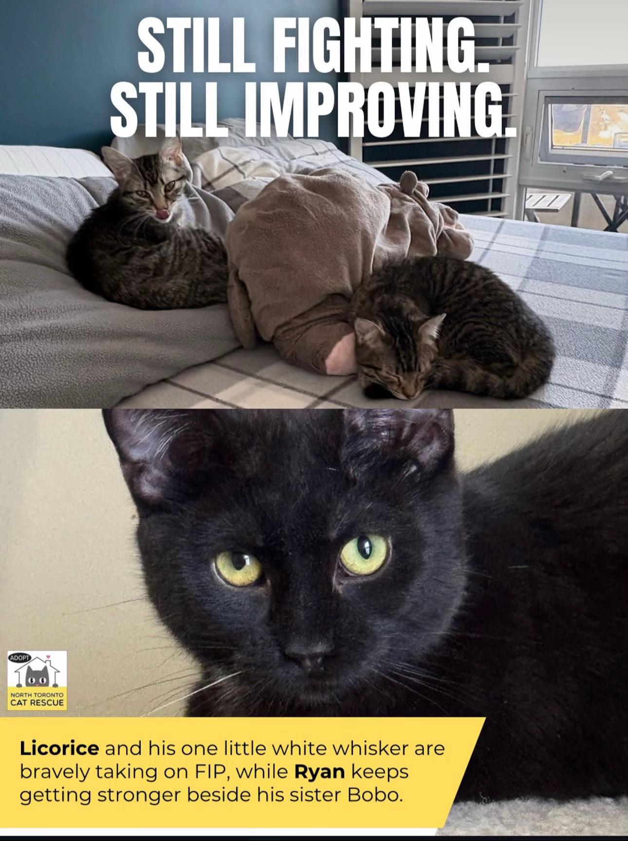 @North Toronto Cat Rescue