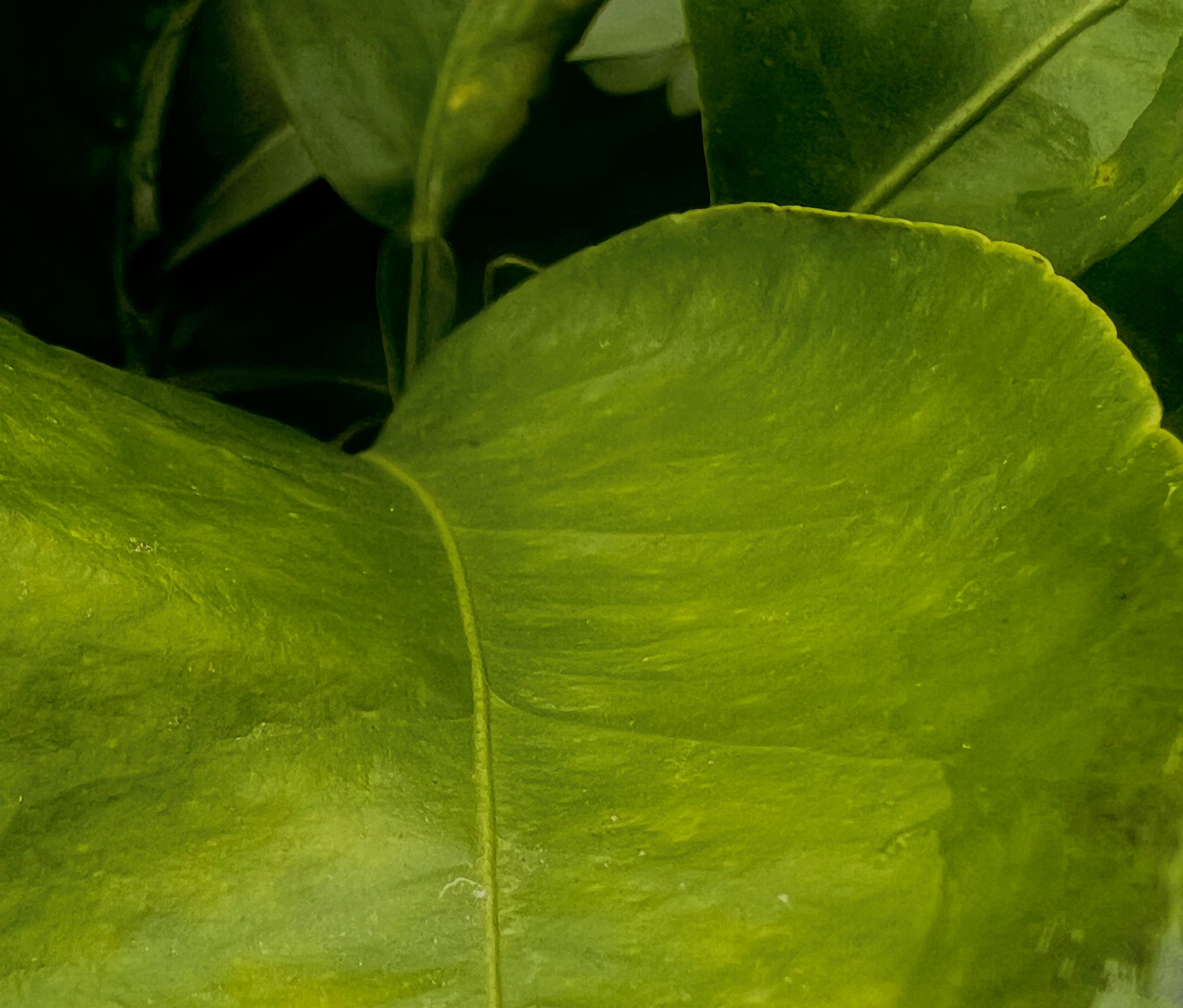 @greenembryo