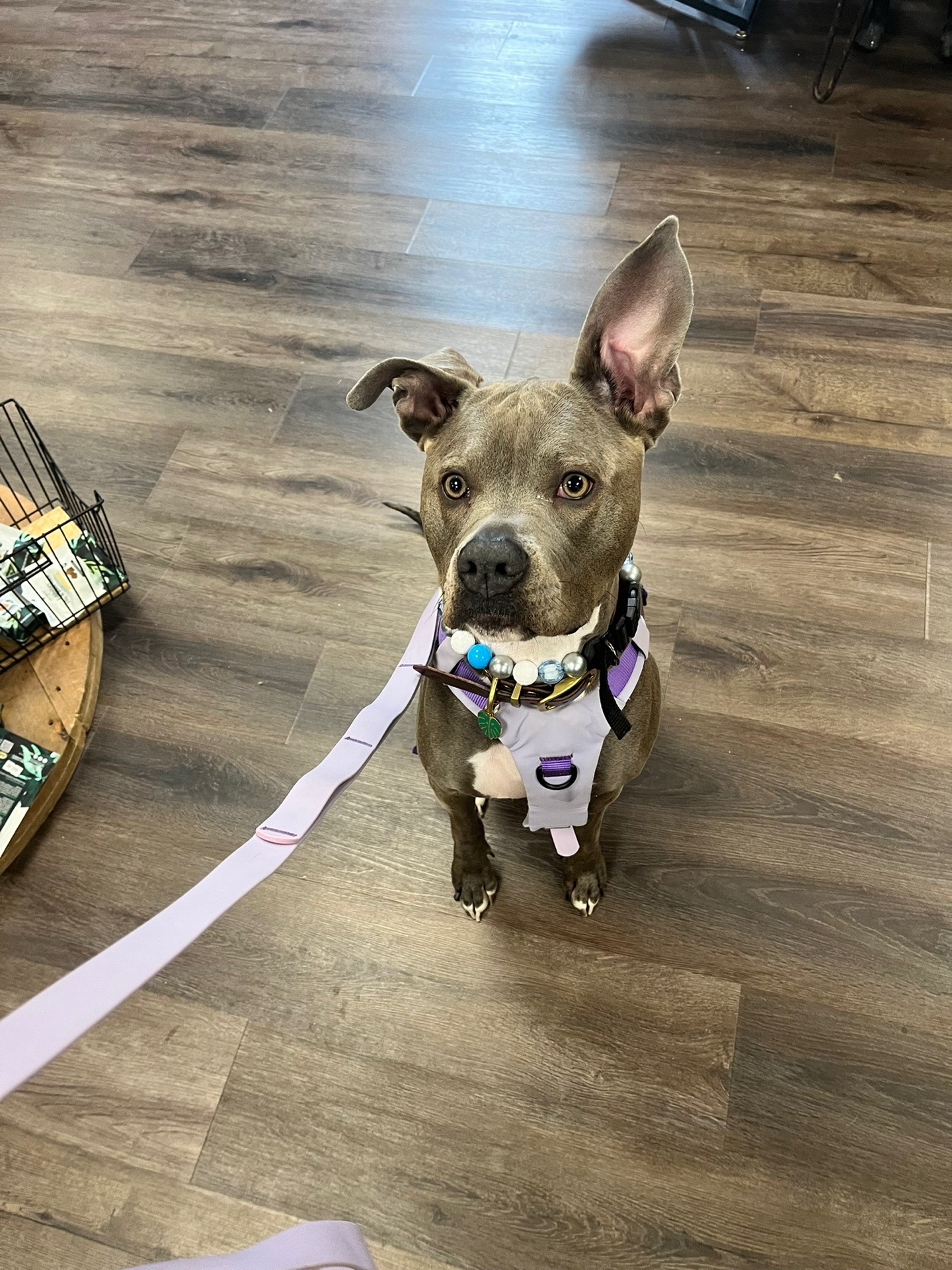 @Ivy the pitty