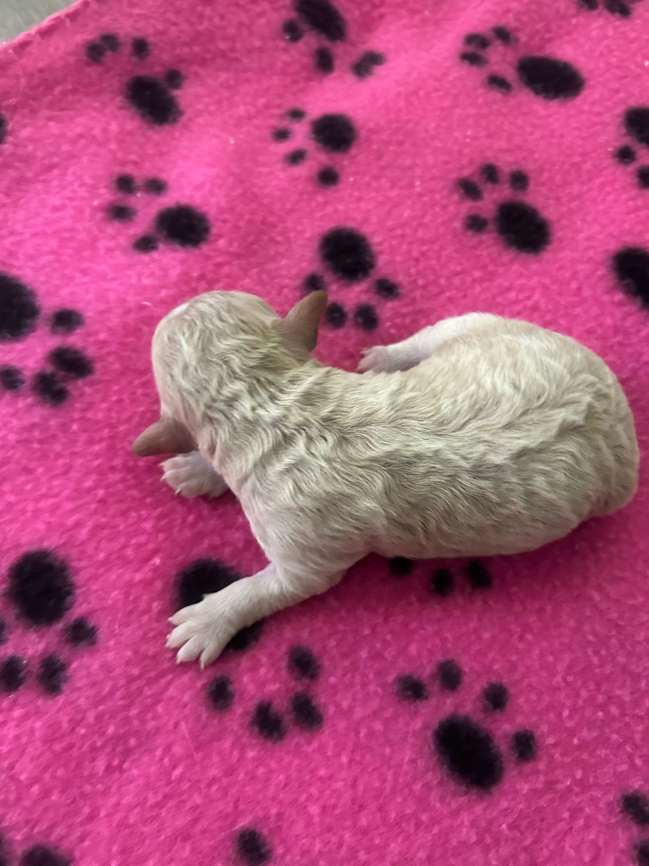 @Shortcake_kennel_2