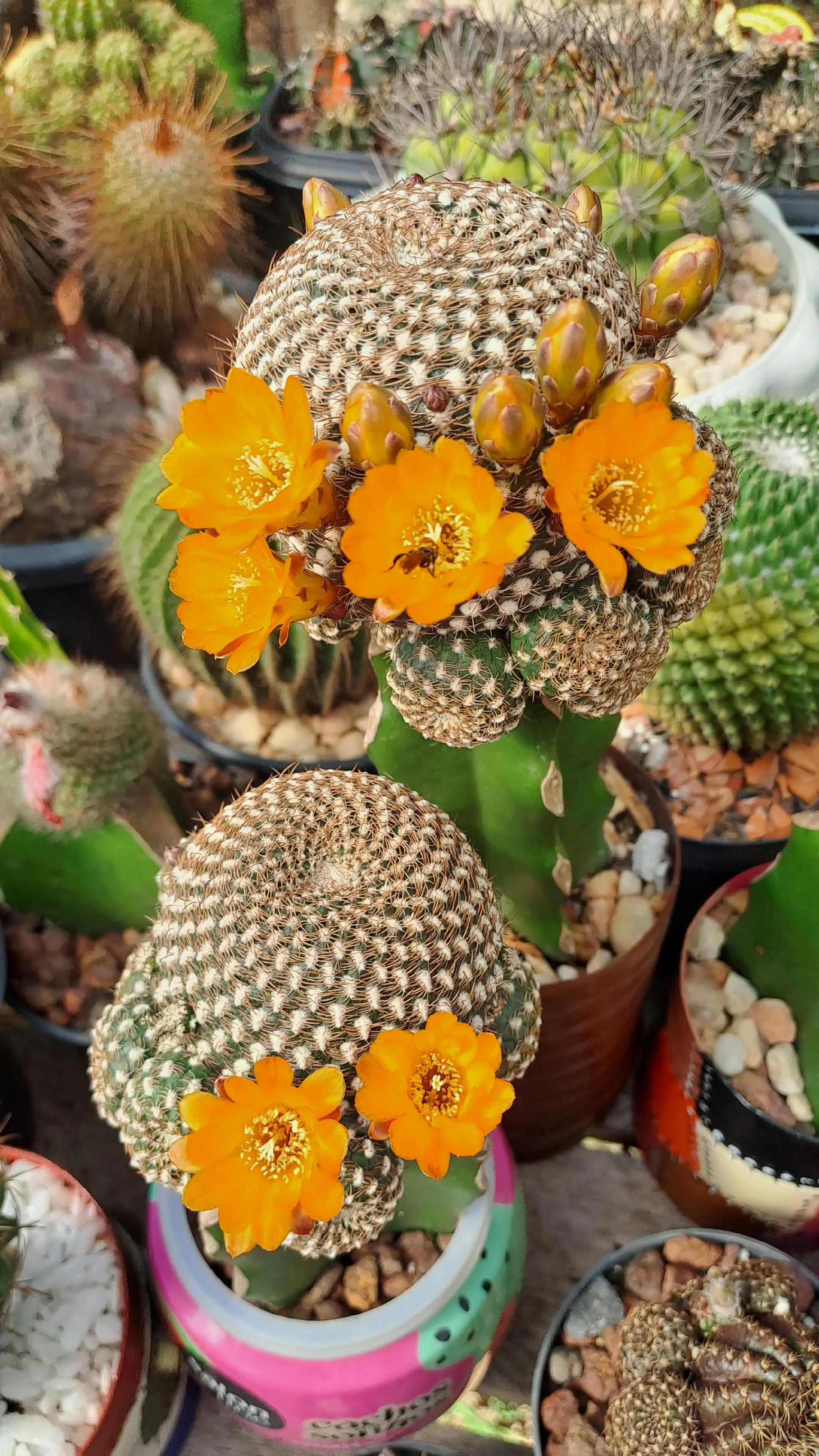@Val Brito🌻✍️