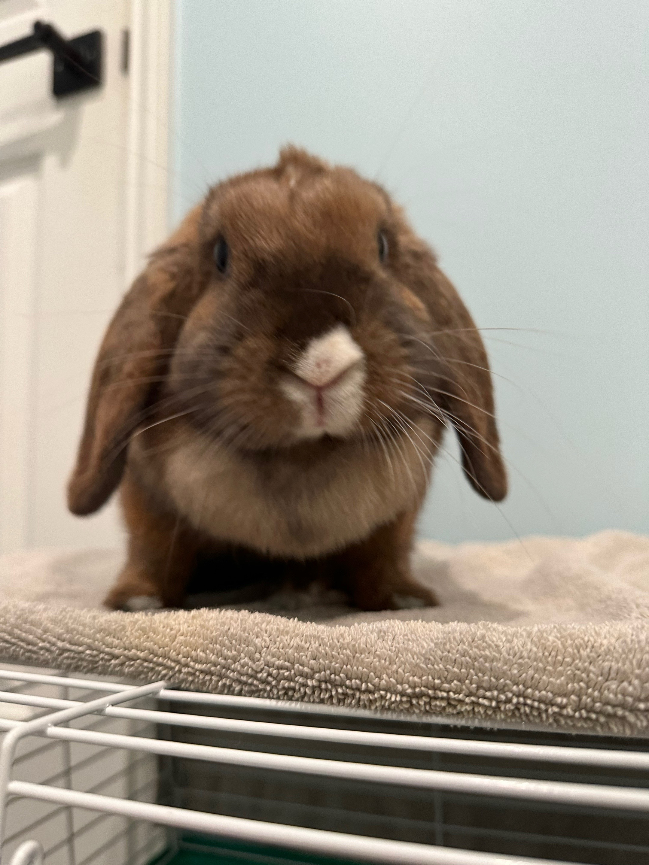@honeythebunny24