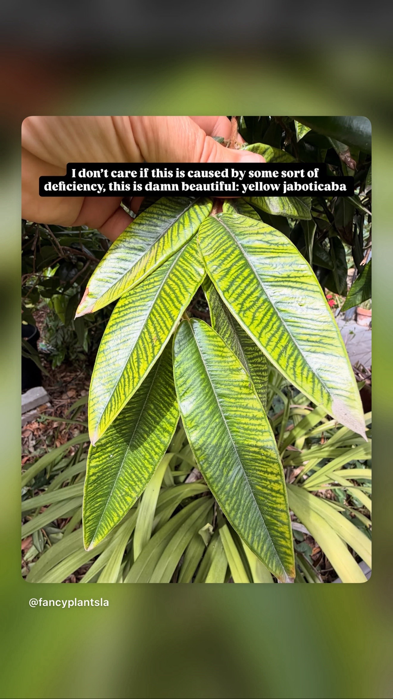 @FancyPlantsLA