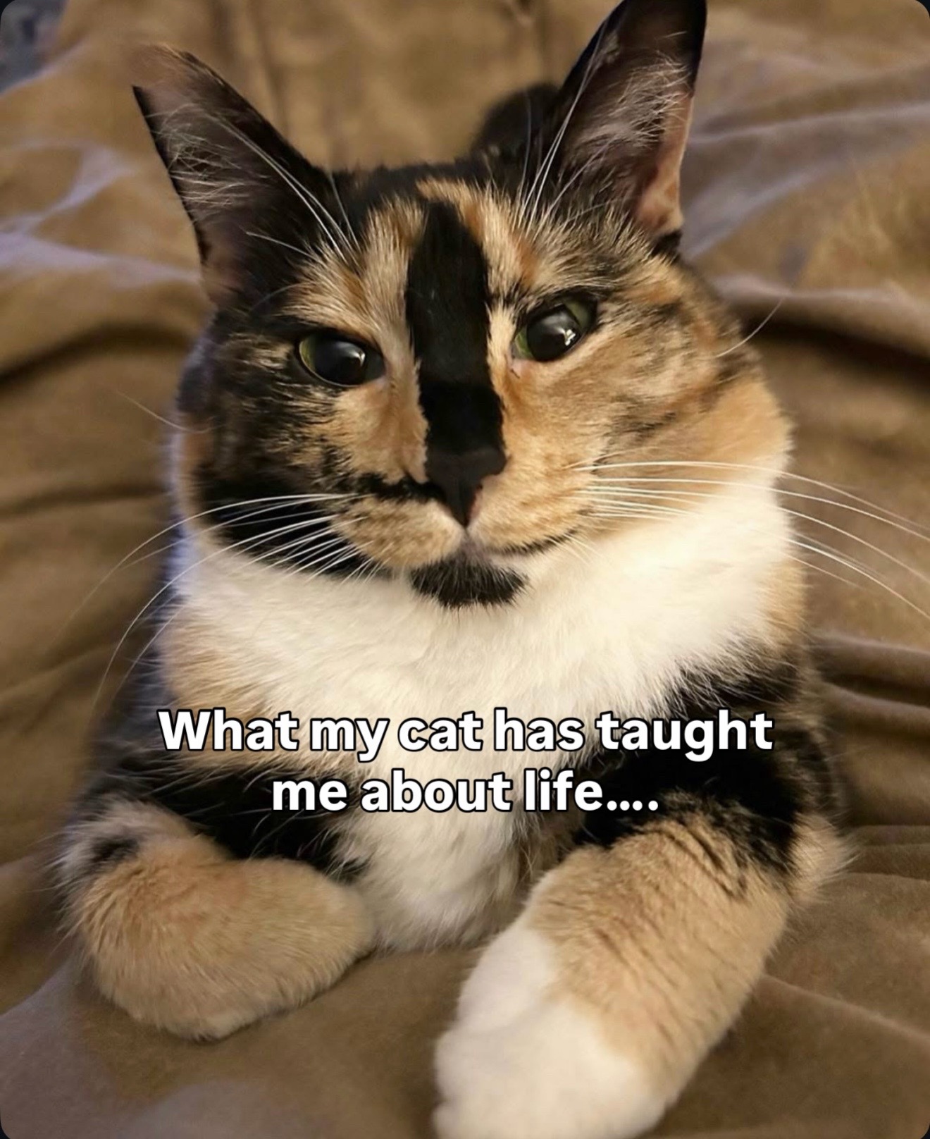 @SnickersTheSmilingCat