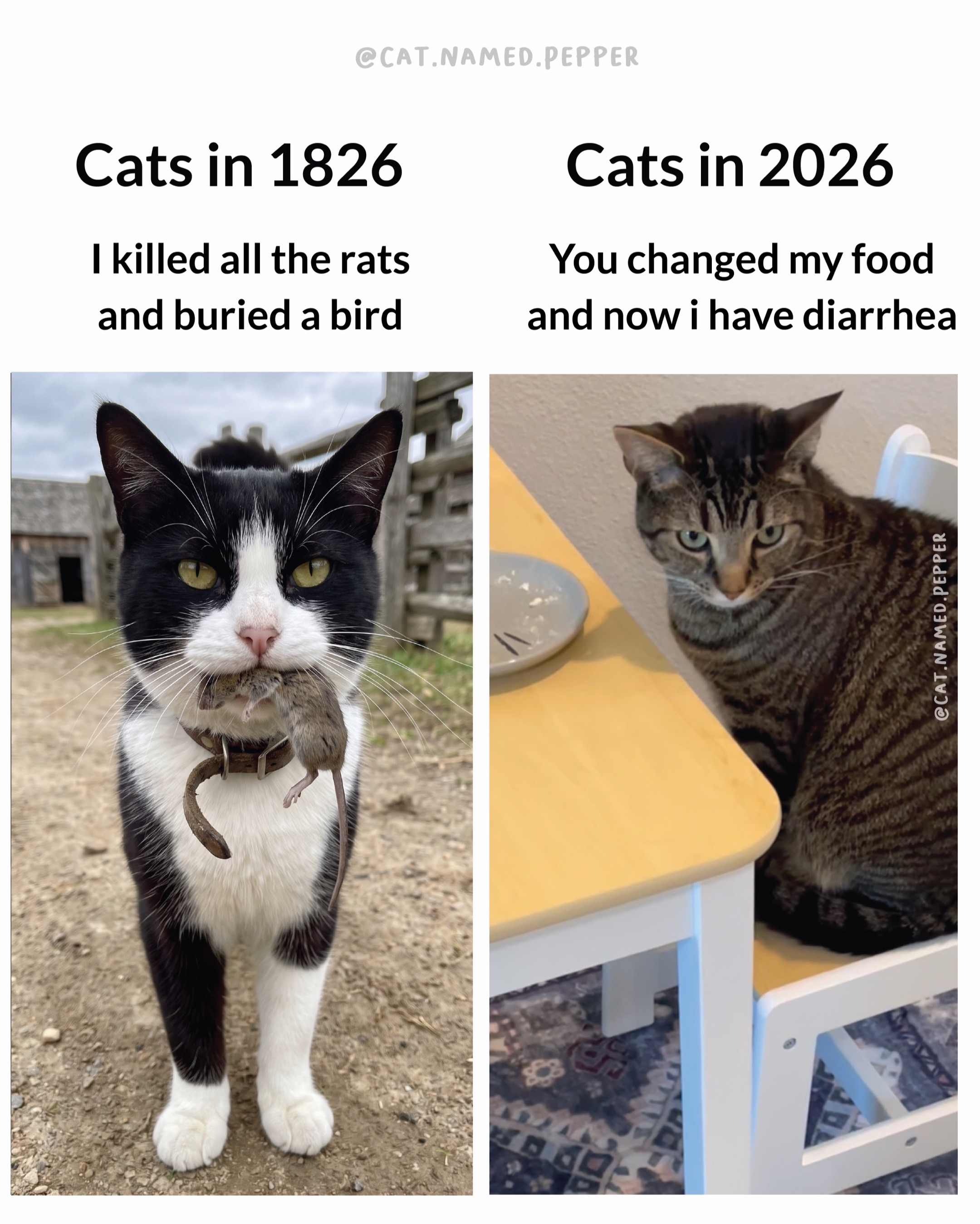 @Pepper the Rescue Cat 🐈⬛