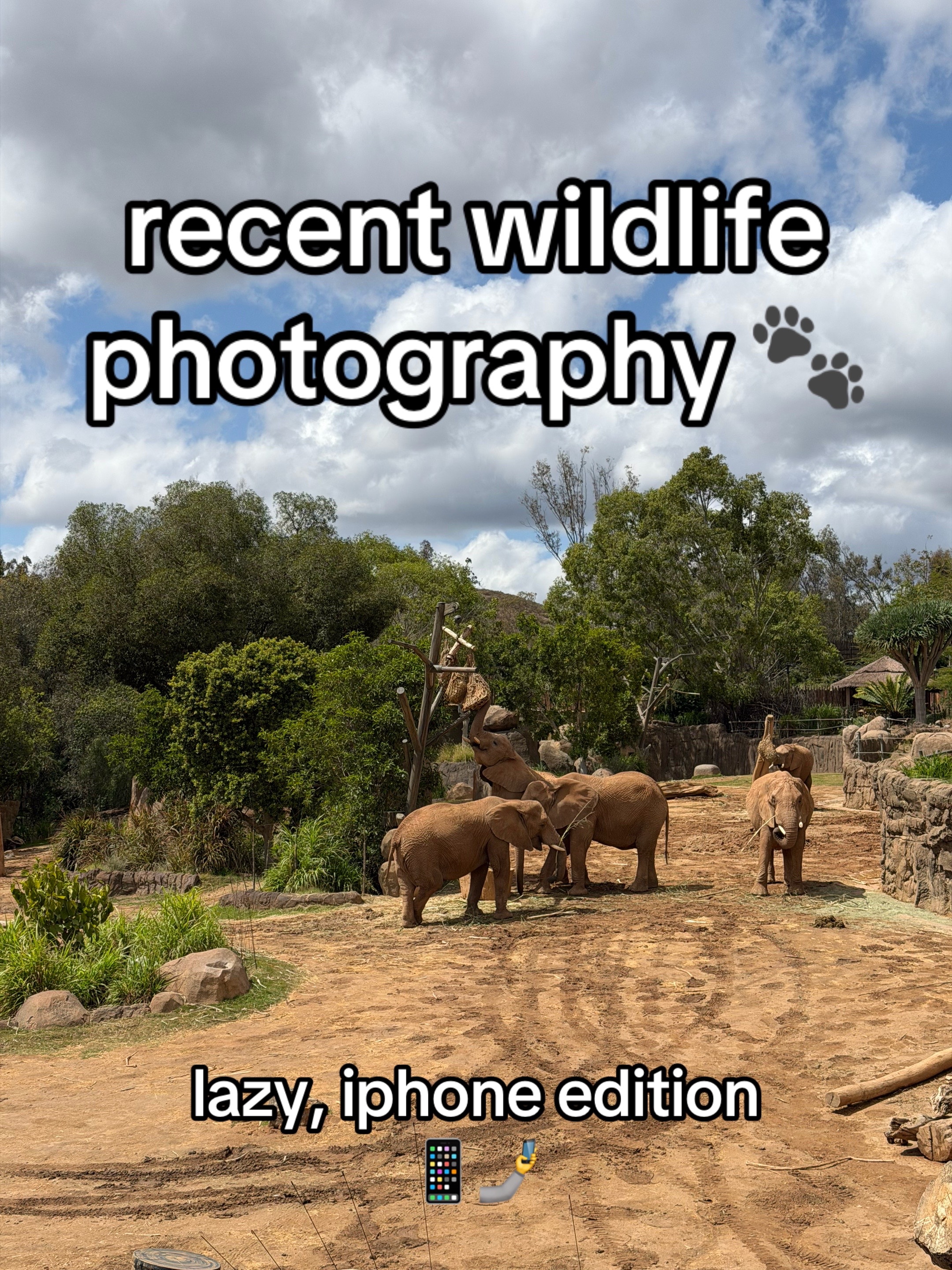 @just animals 🐾🦁🐬🦎