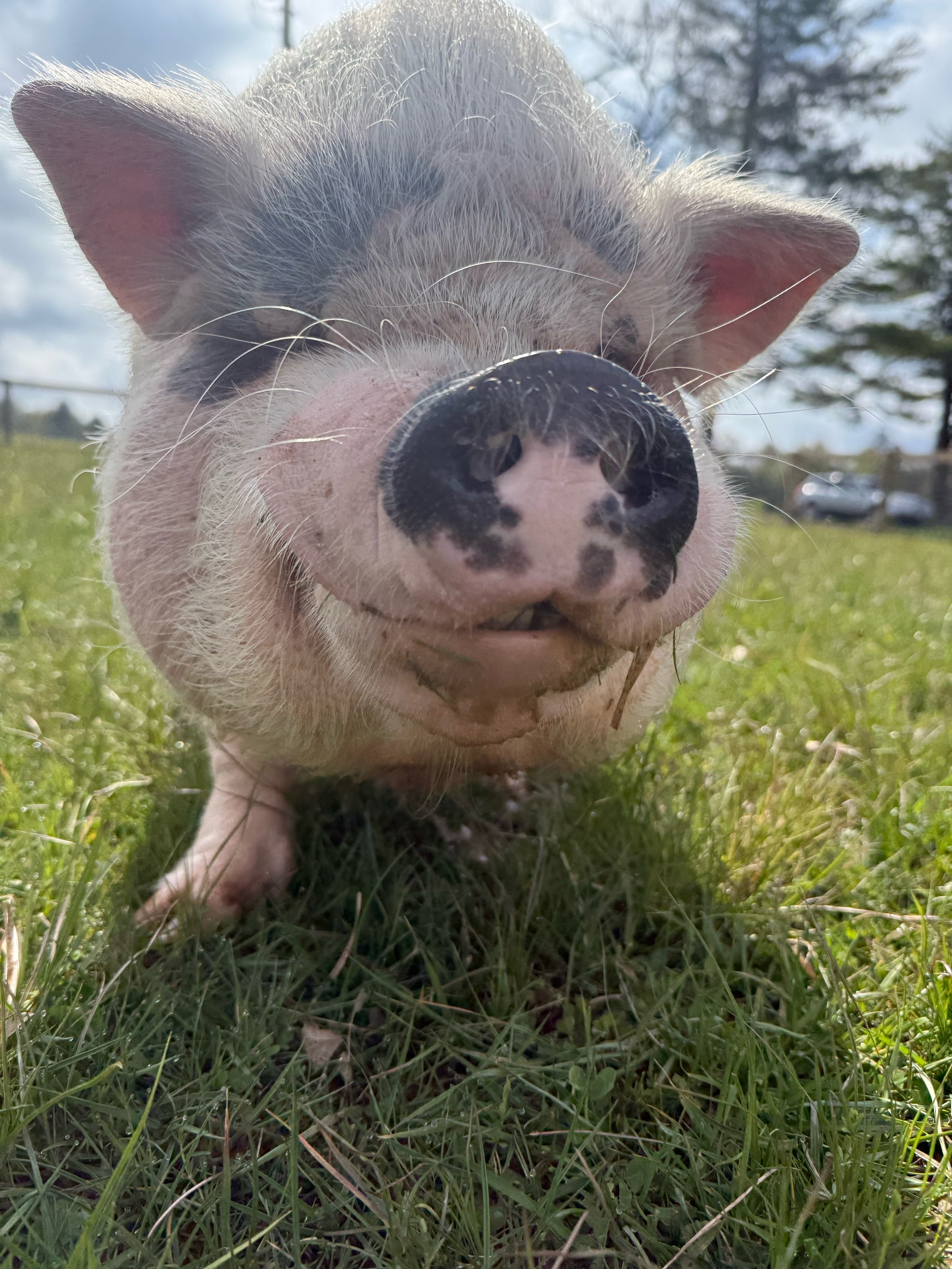 @Arthur&rsquo;s Acres