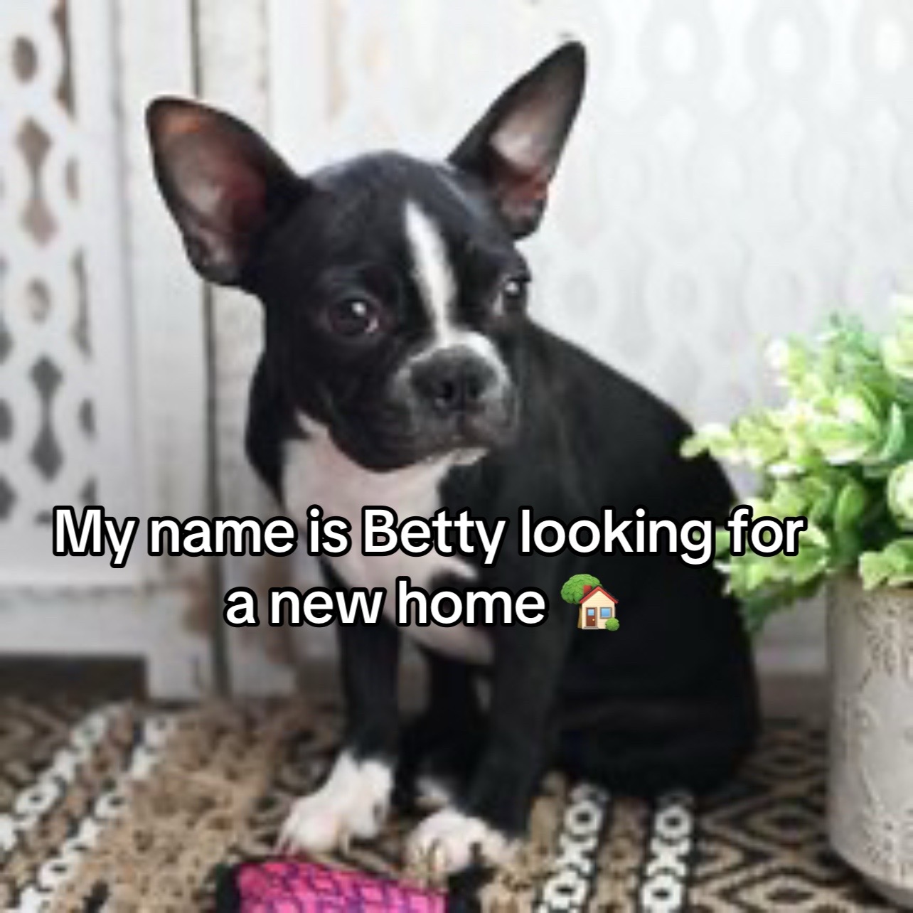 @Boston terriers puppies