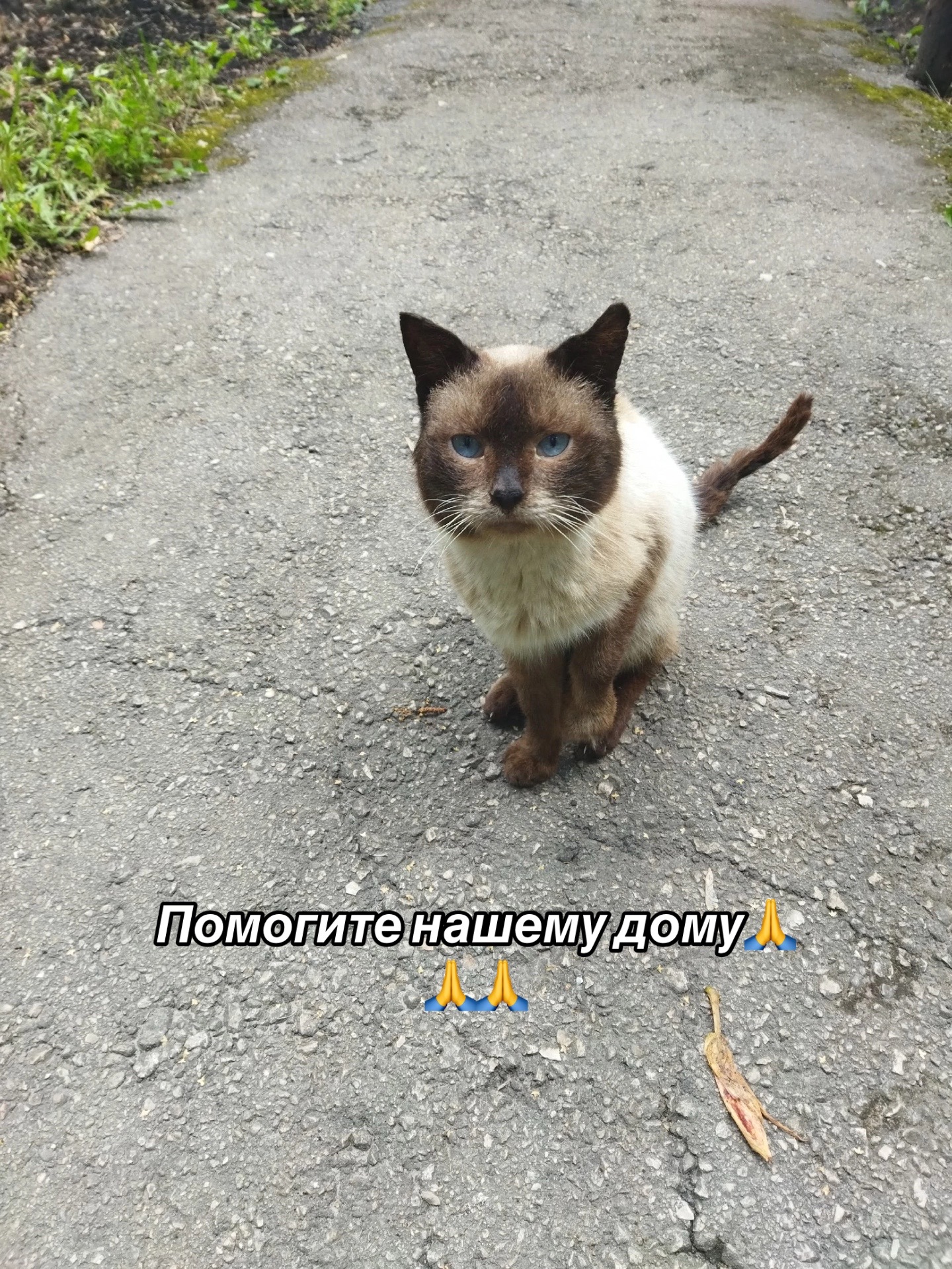 @Приют для животных Потеряшка