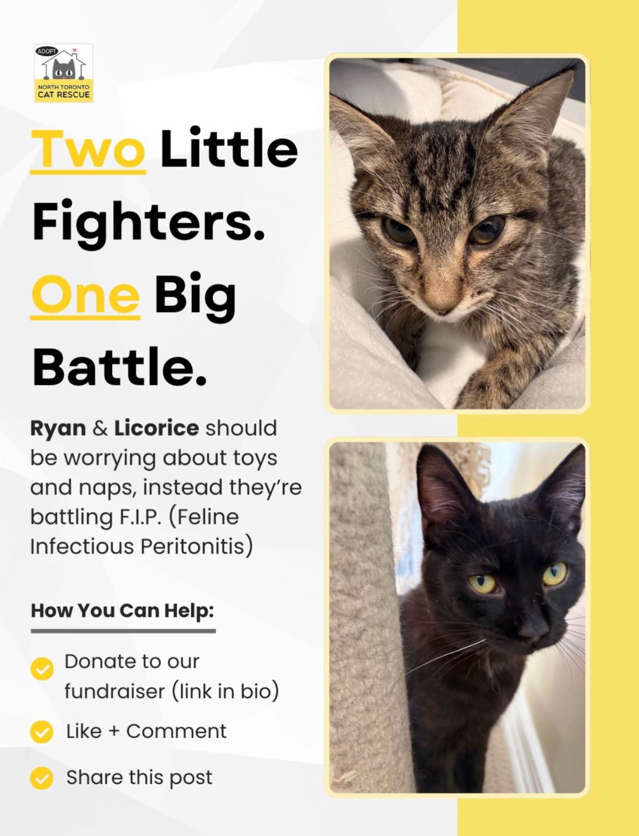 @North Toronto Cat Rescue