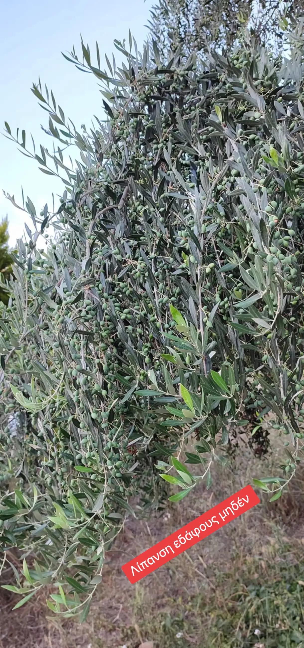@&Alpha;&gamma;&alpha;&lambda;&iota;&alpha;&nu;ό&sigmaf; &Iota;&omega;ά&nu;&nu;&eta;&sigmaf; &Gamma;&epsilon;&omega;&pi;ό&nu;&omicron;&sigmaf;