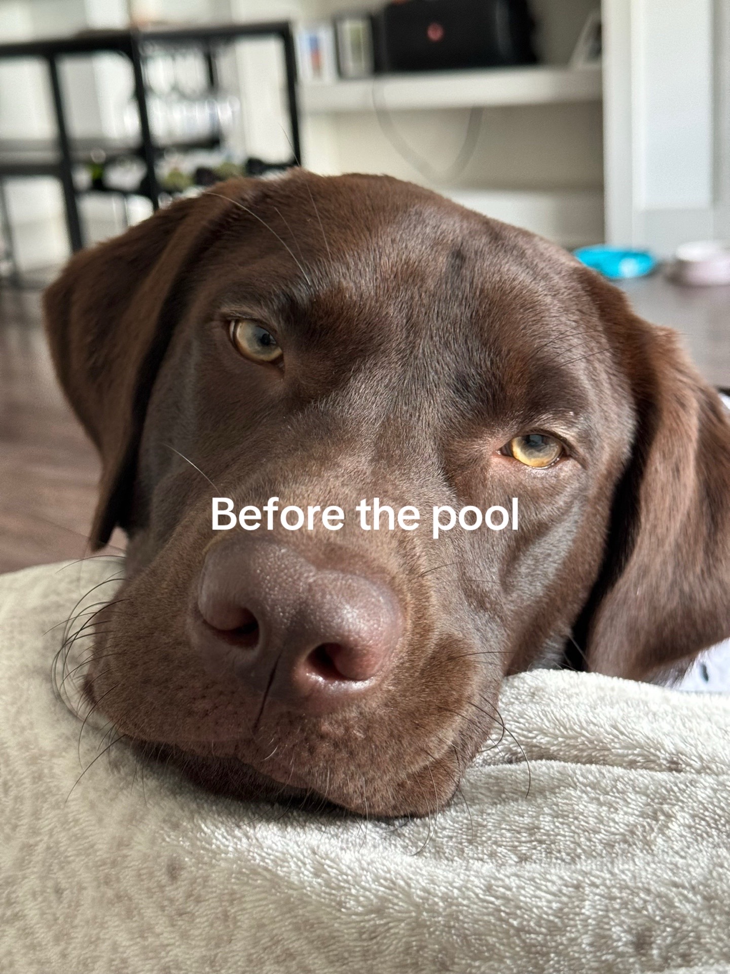 @Bruno Chocolate Lab