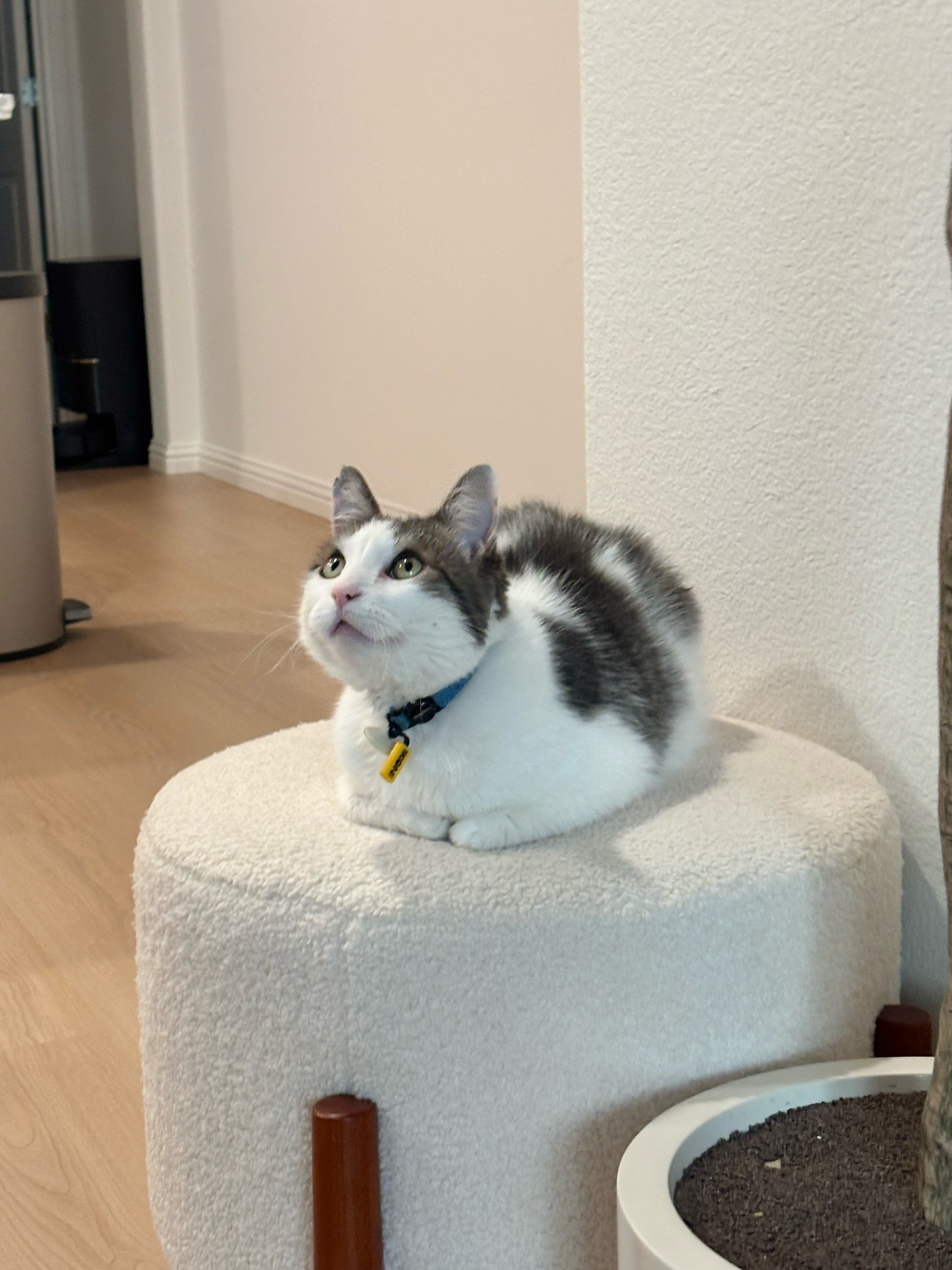 @Mimi Wawa Meow