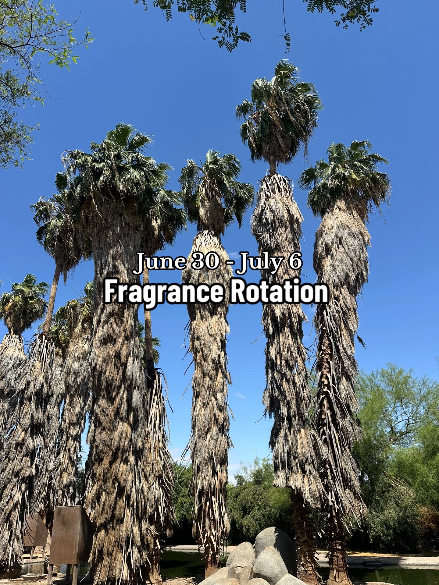 @dcperfumes