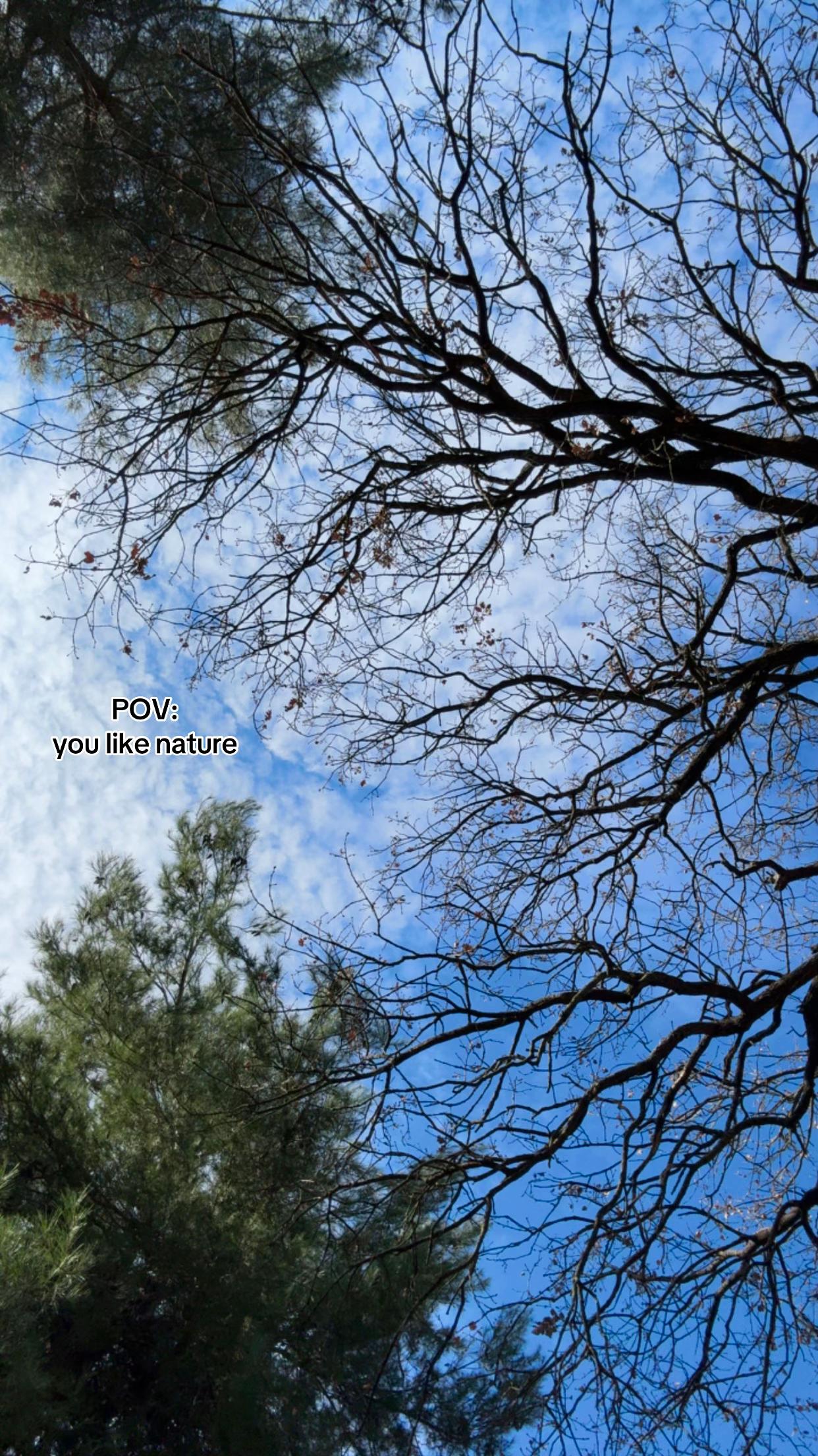 @𝓔𝓵𝓿𝓲𝓻𝓪