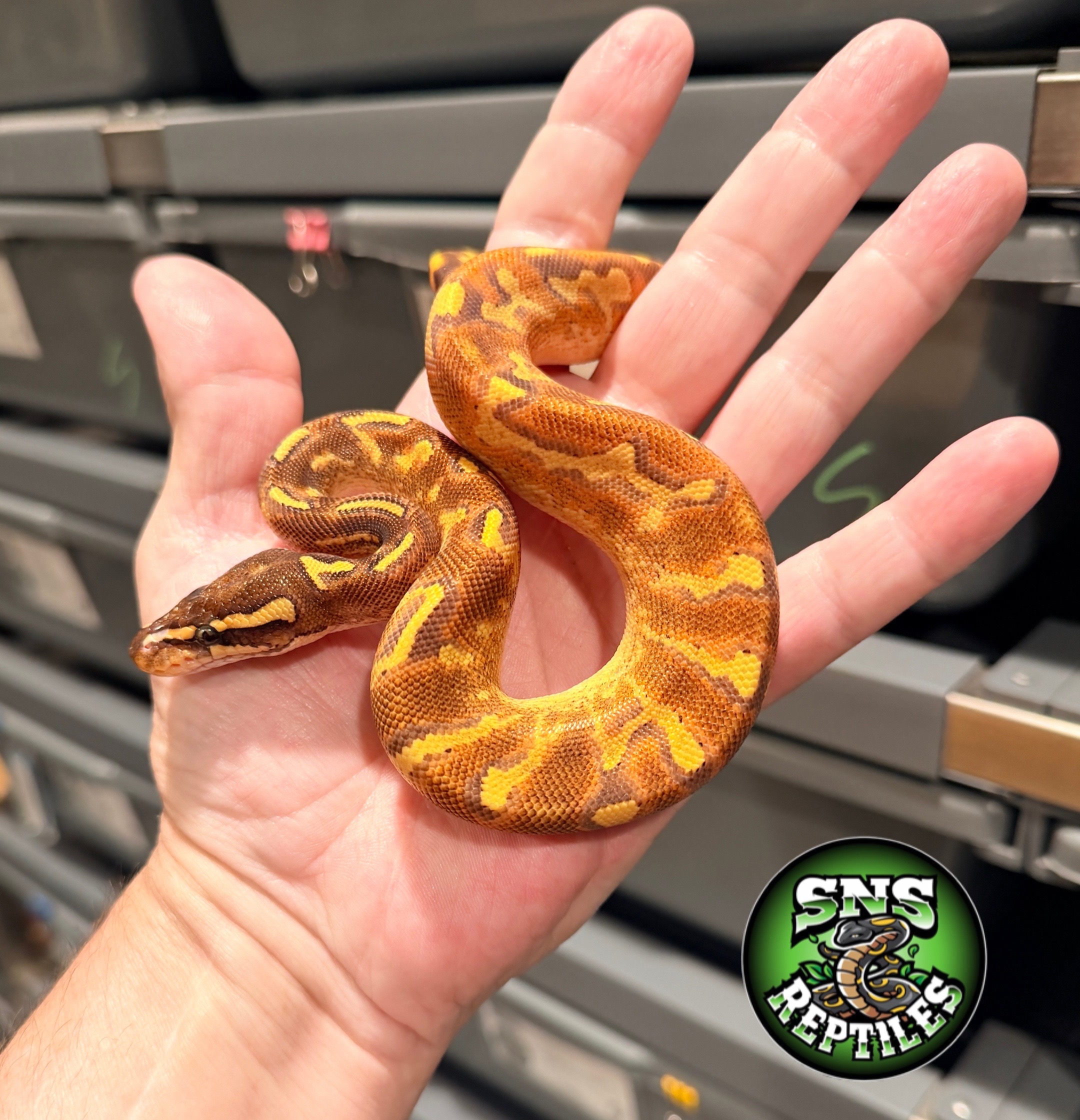 @SNS Reptiles