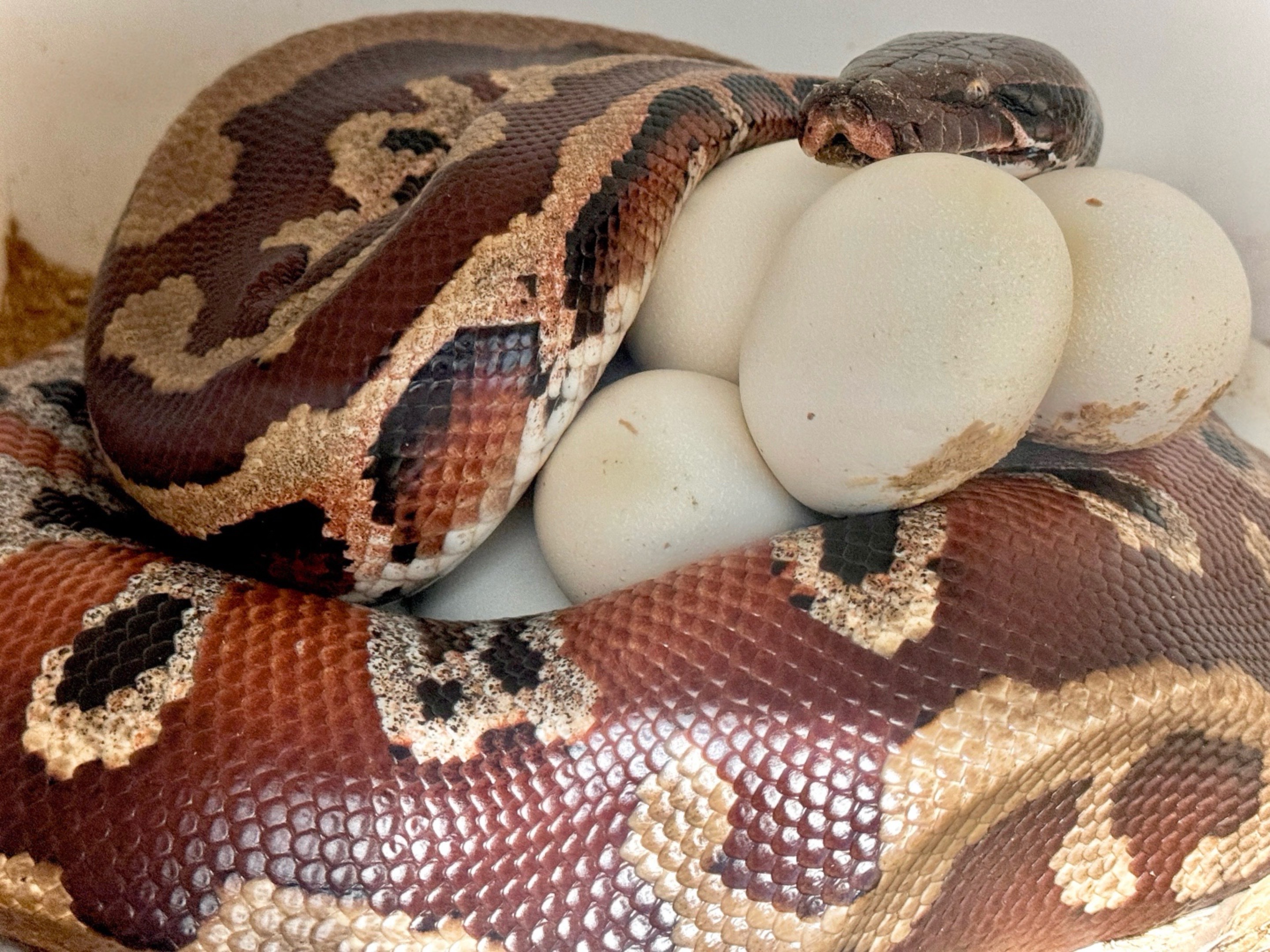 @Short-Tailed Pythons, LLC