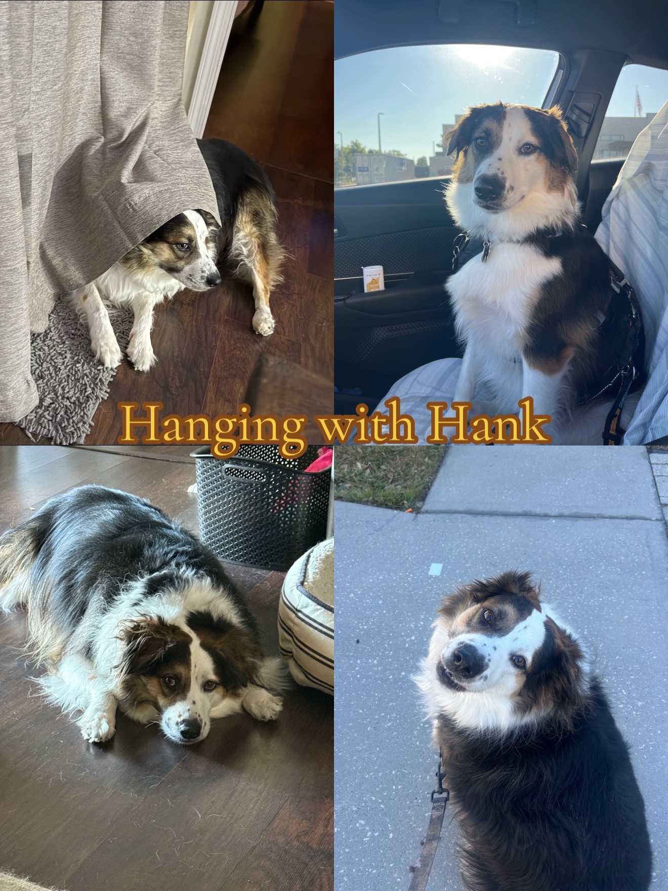 @hankanddollyrescuedogs