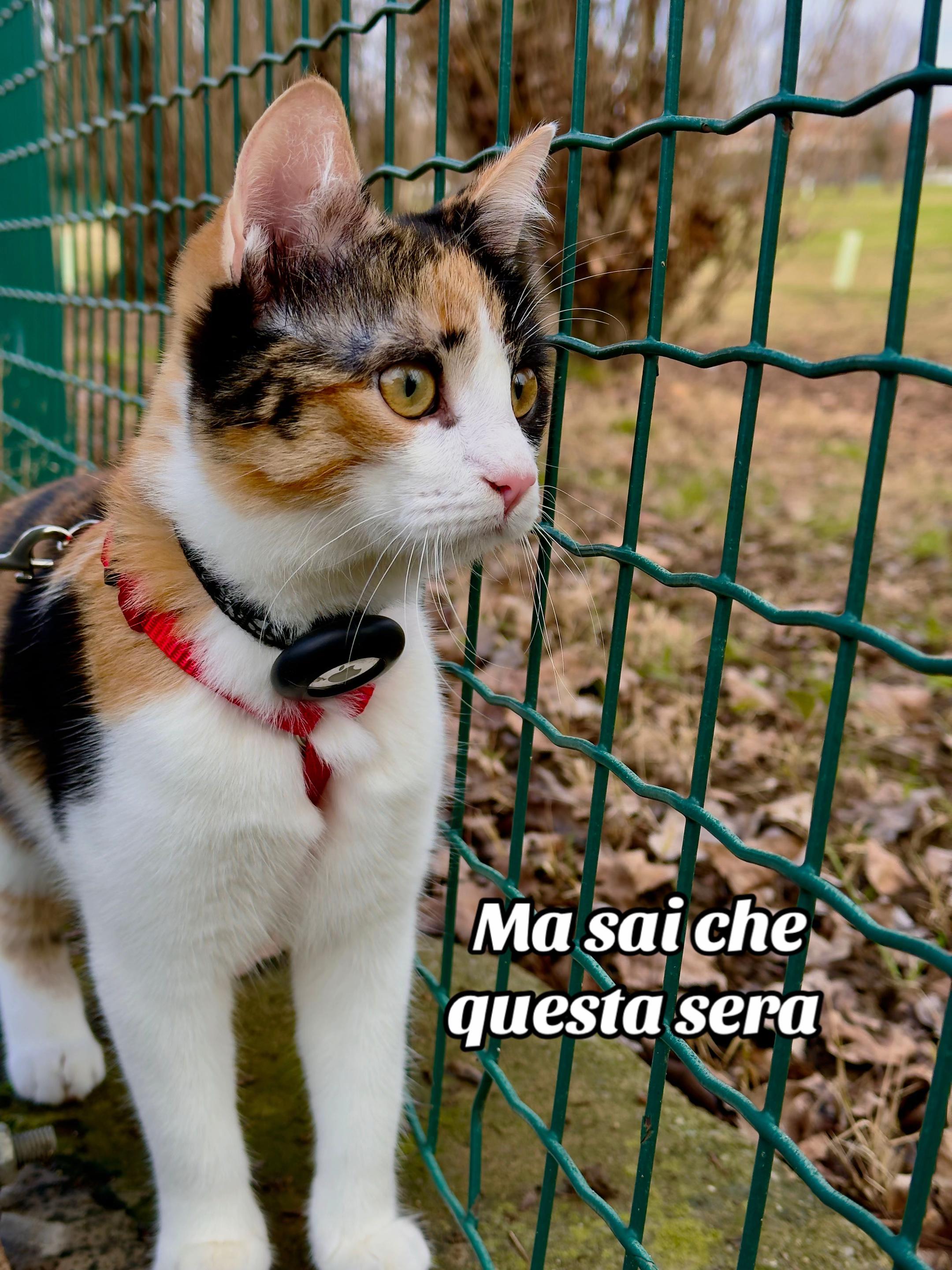 @Giulia Testa