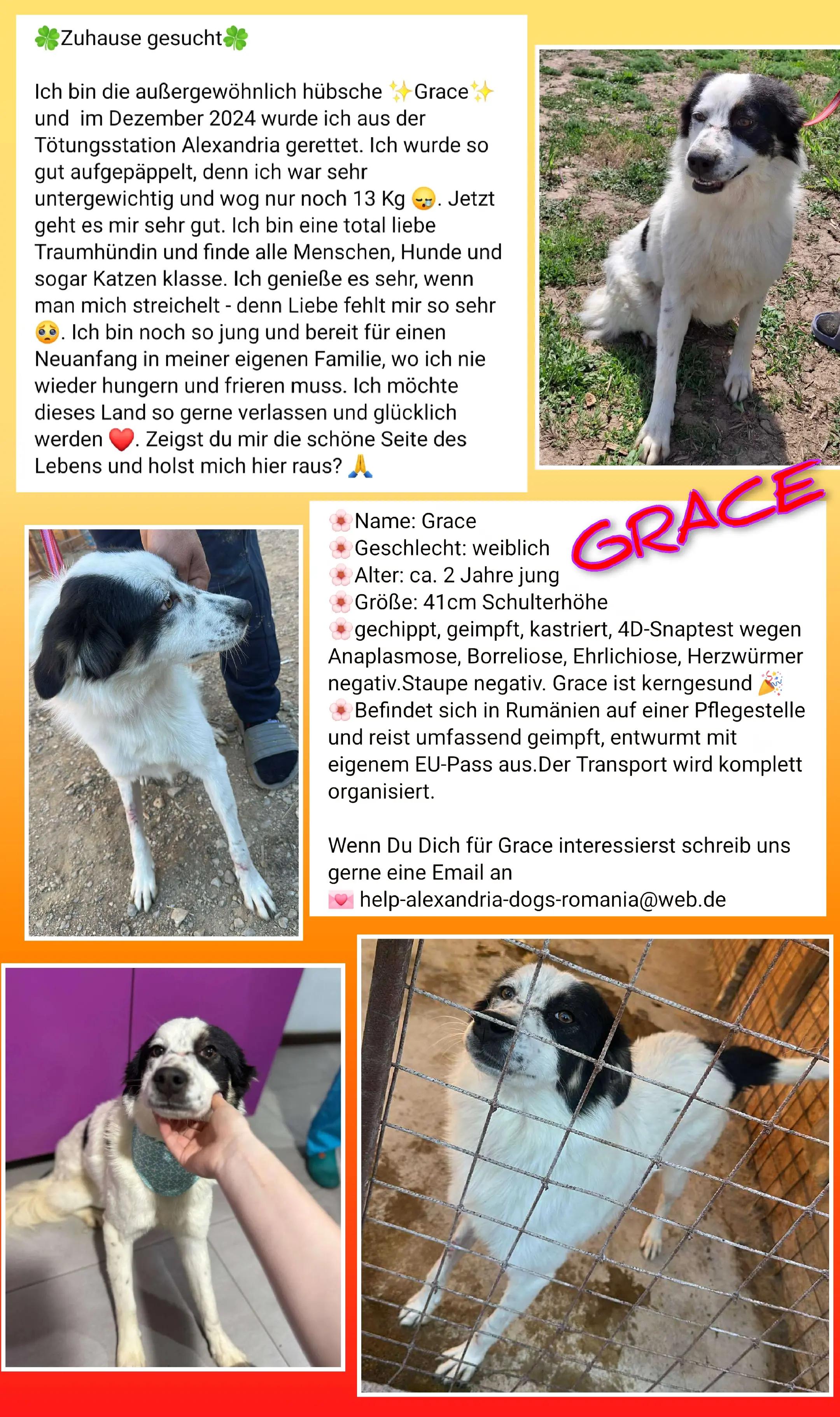 @rescuersalexandria