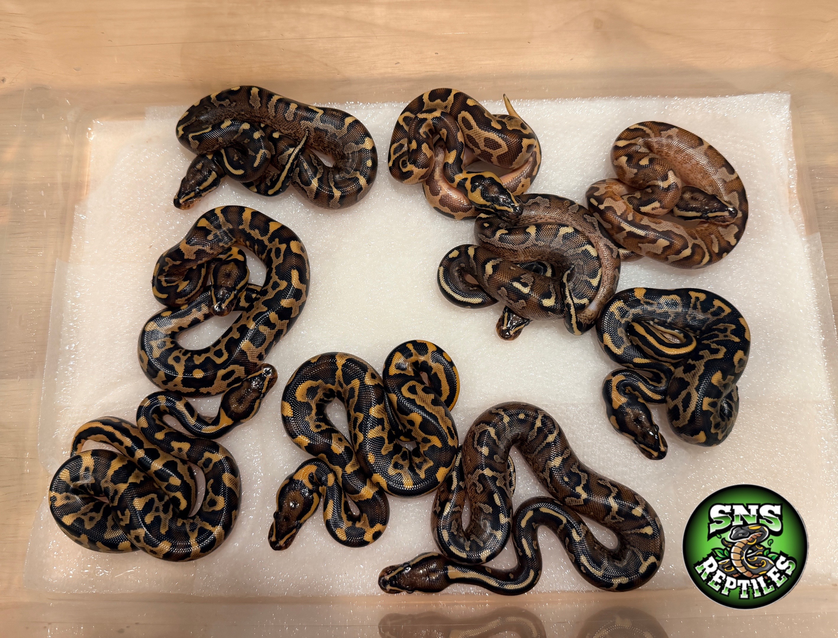 @SNS Reptiles