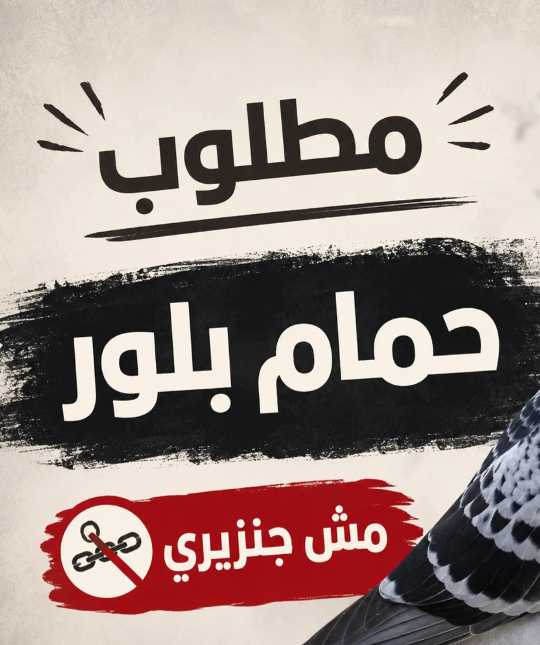 @Pigeons Tv