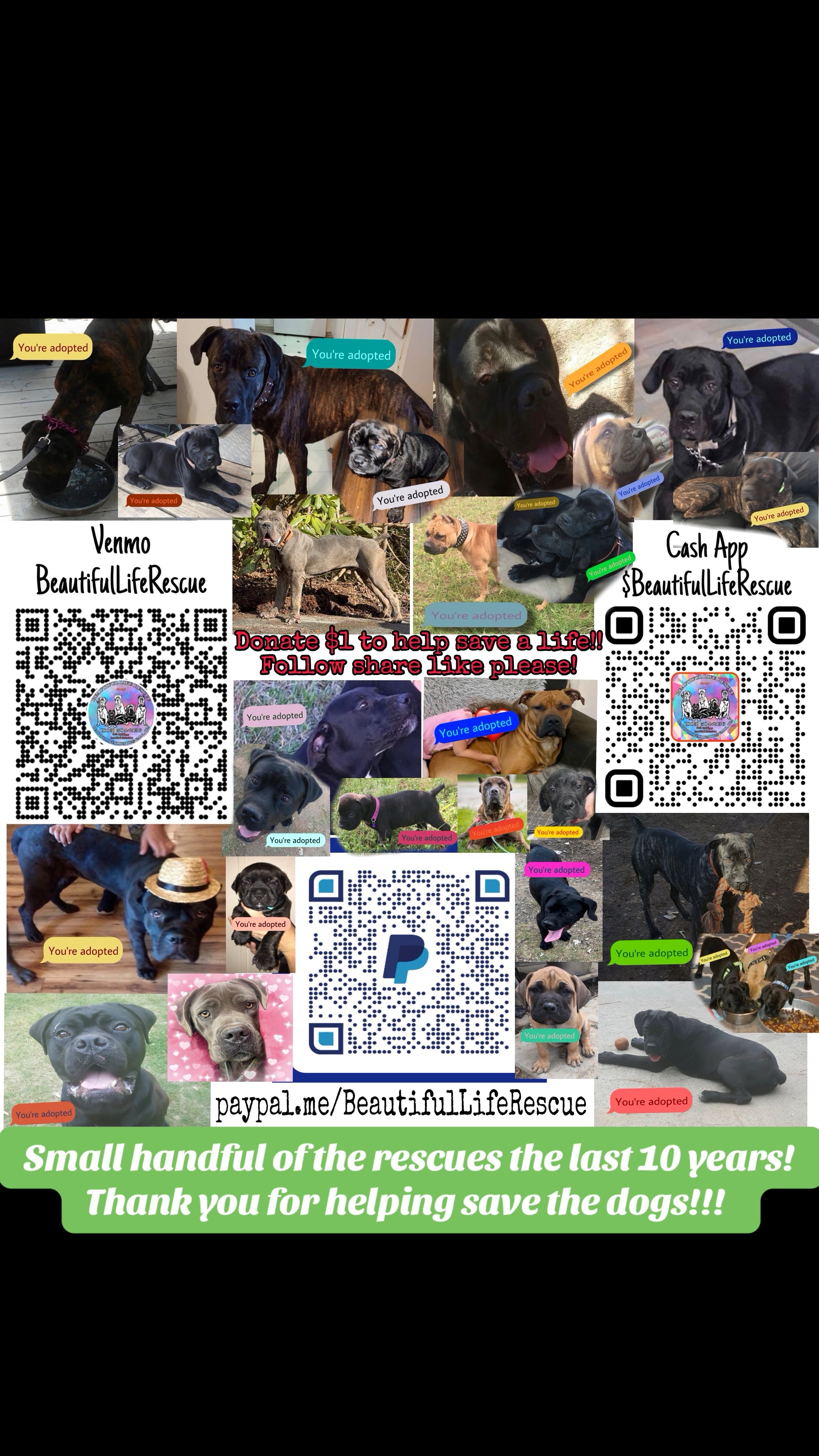 @Beautiful Life CC Rescue