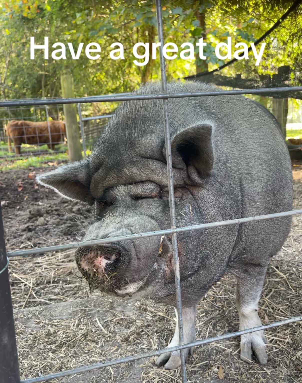 @Amy’s Acres Rescue/Sanctuary🐽
