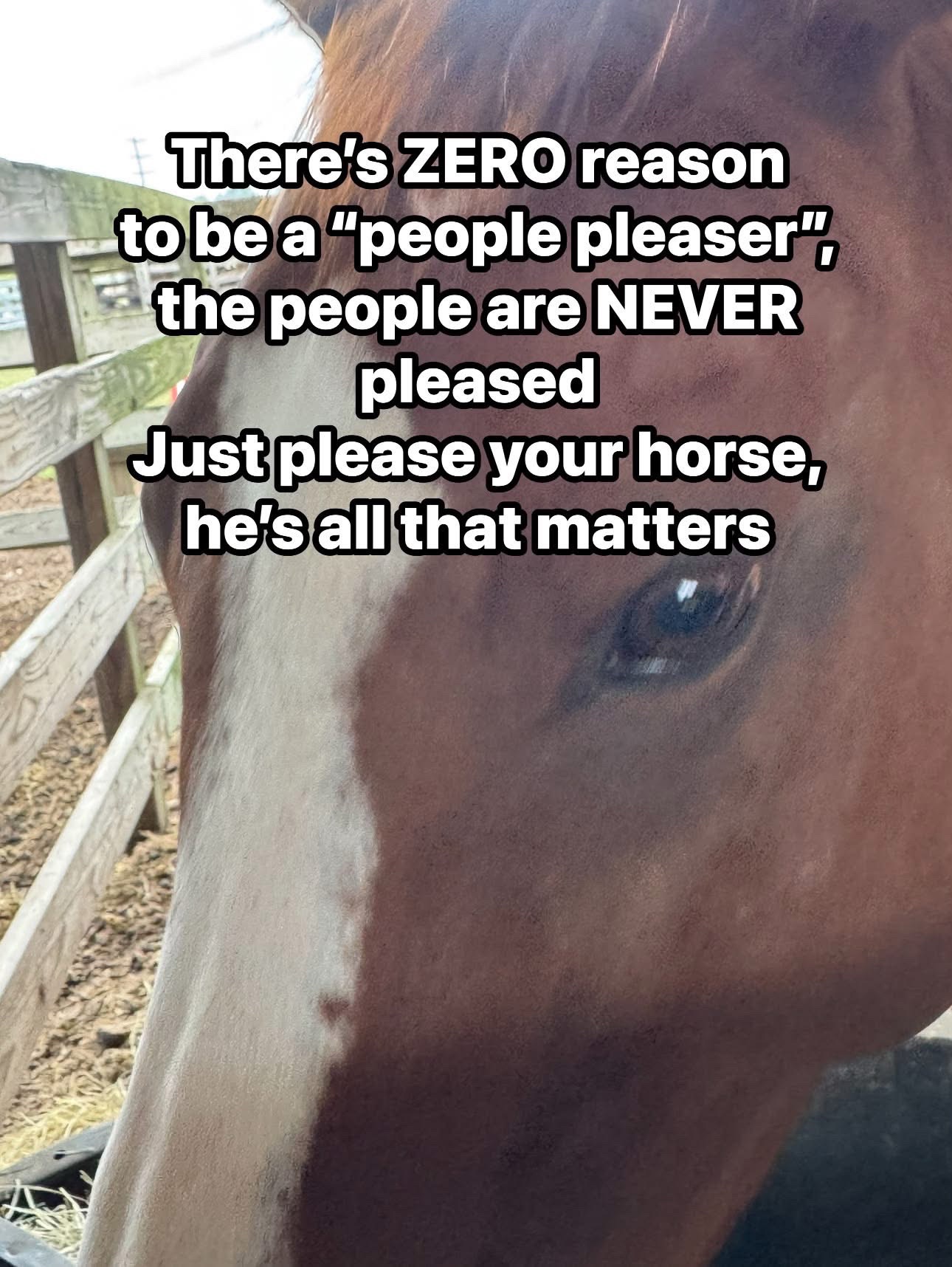 @Horselife